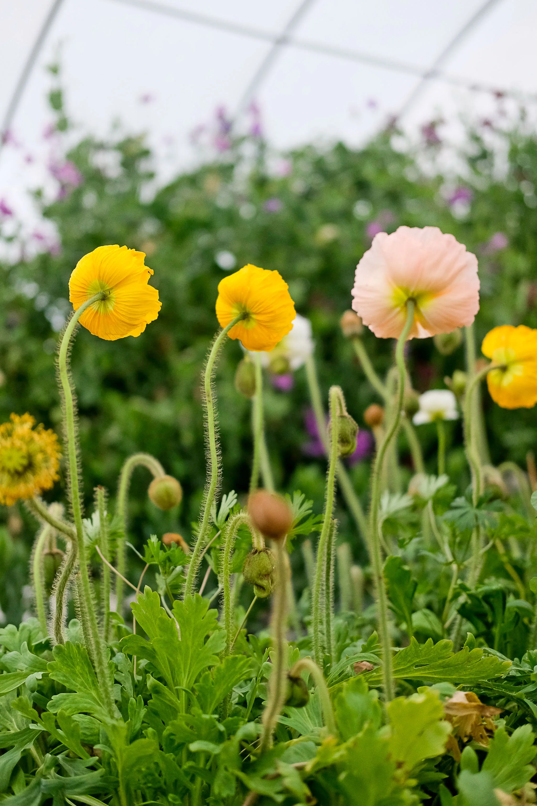 Gretchen O Neil Grassdale In The Beginning