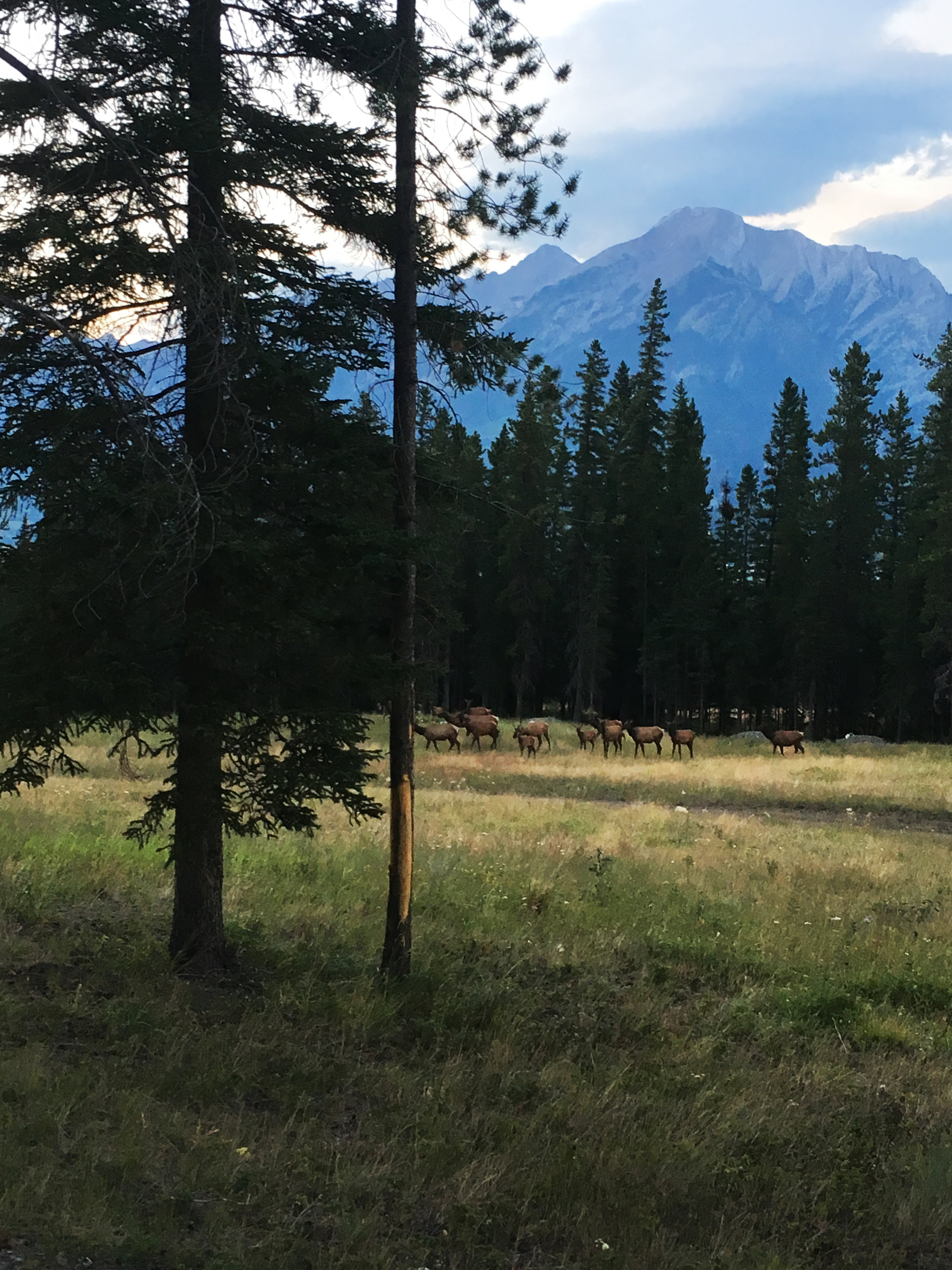 Elk_in_Canmore.jpg