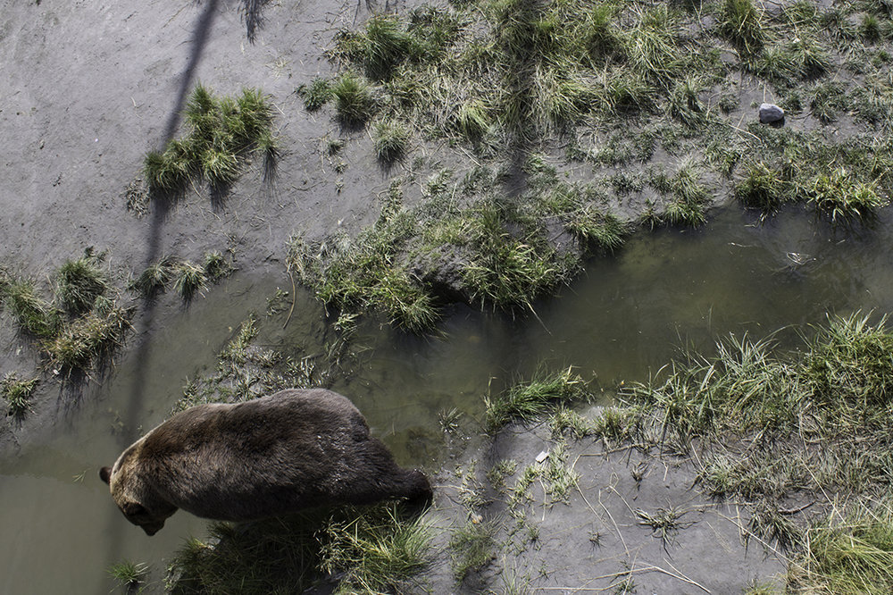 Hugo the Grizzly Bear