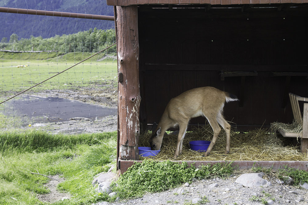 Blacktail Sitka Deer Fawn