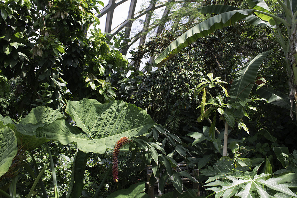 Inside the tropical conservatory