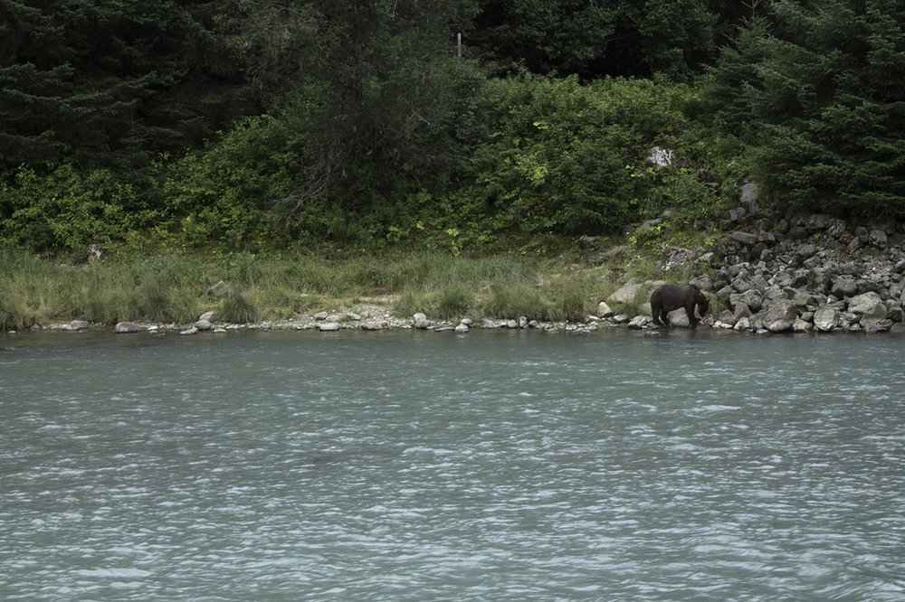 Chilkat River