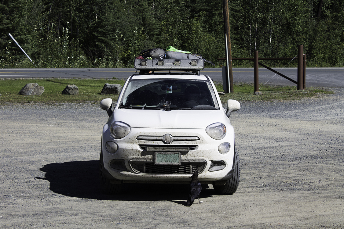 080317_006_CrowEatingBugs.jpg