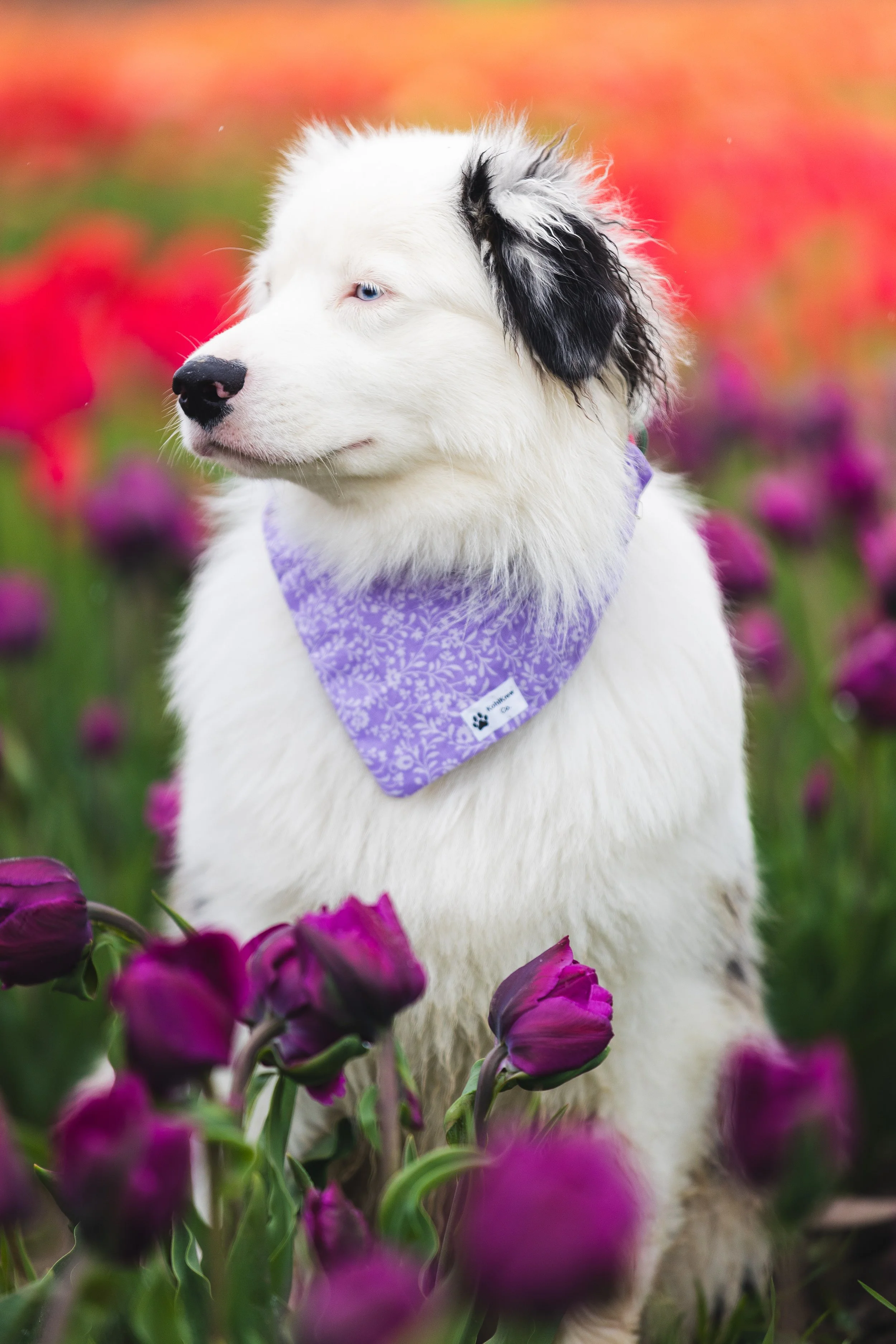 Phoebe - April 2026