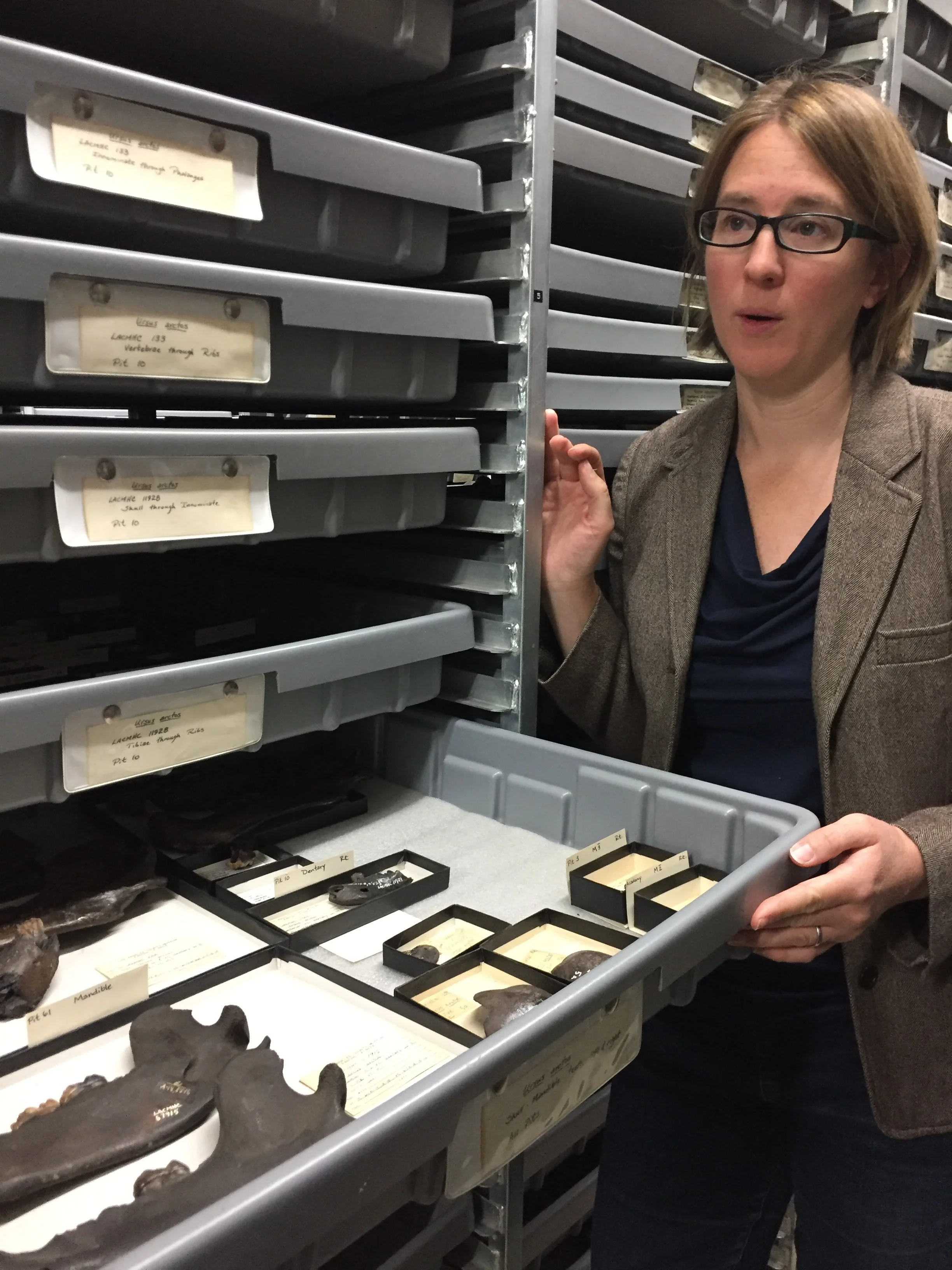 Ursus collection at the Los Angeles Museum of Natural History's La Brea Tar Pits.