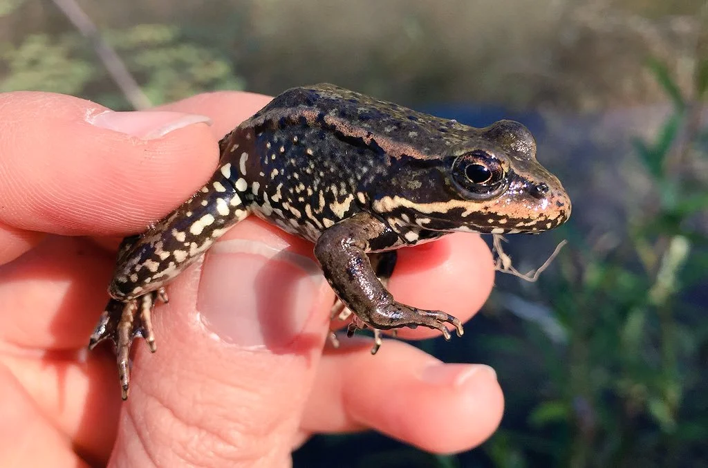 Rana draytonii in Baja California.