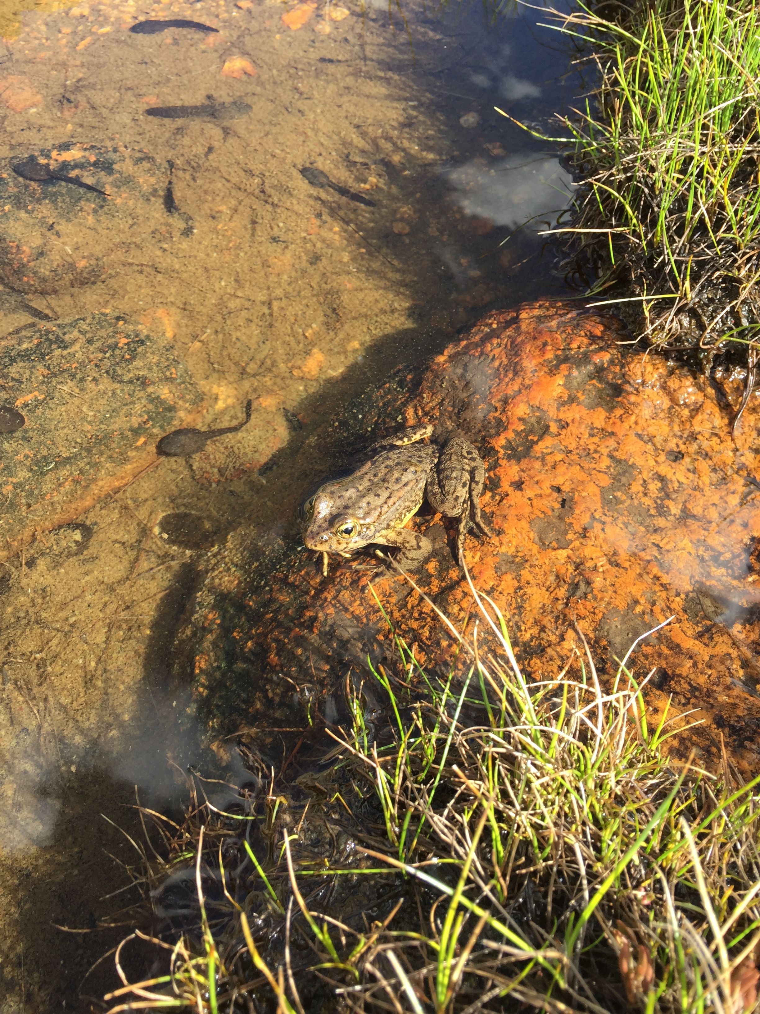 Mountain yellow-legged frog and tadpoles