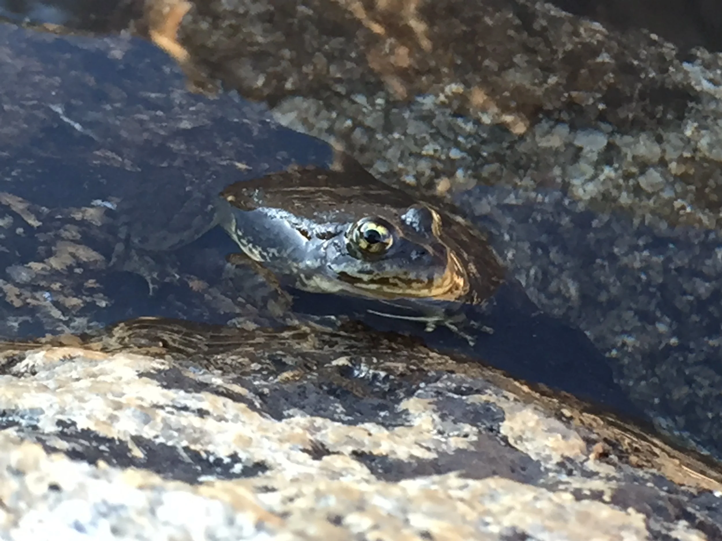Mountain yellow-legged frog