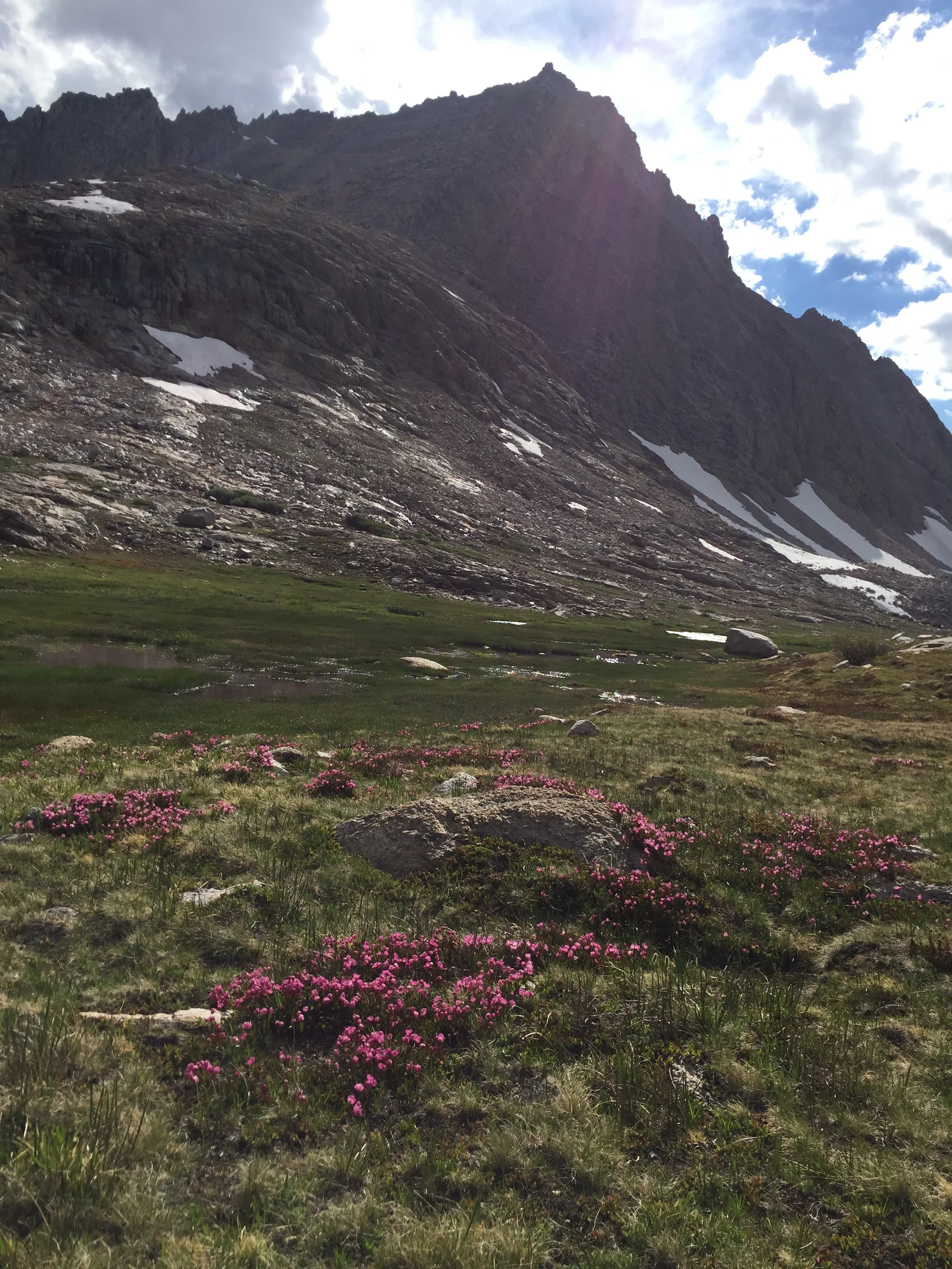 Sierra Nevada Backcountry Trip #1: Frogs, micro botany, and the resurrection of diversity