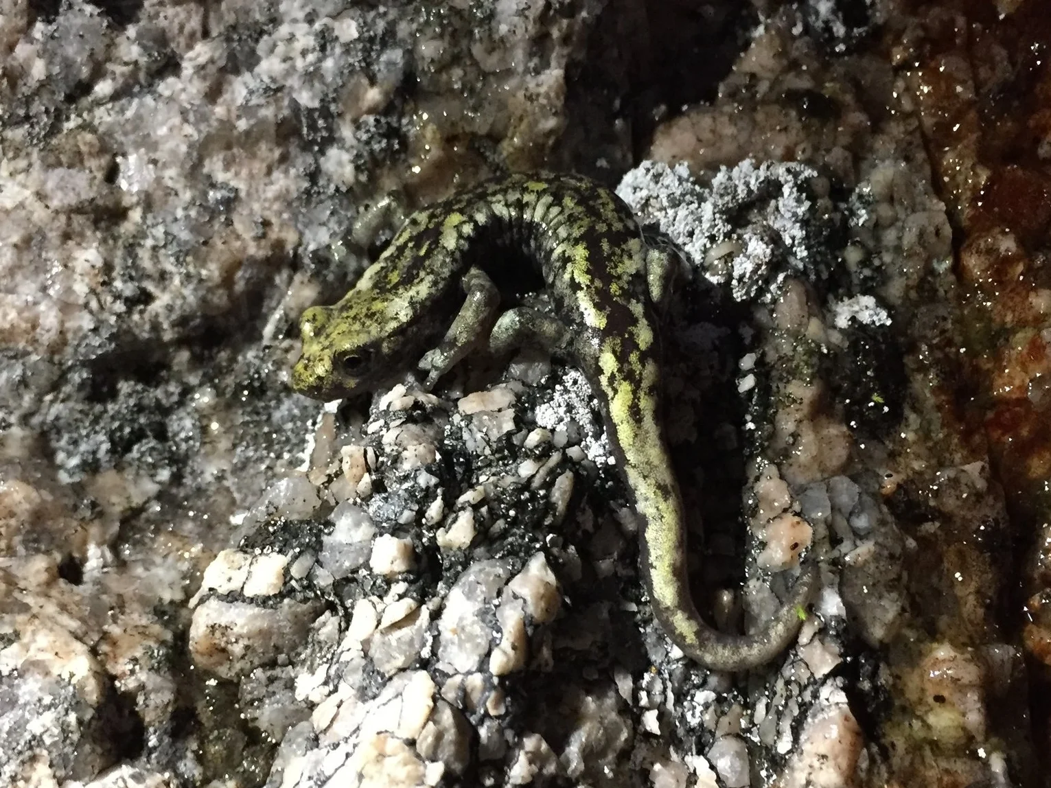 Mount Lyell salamander, Hydromantes platycephalus