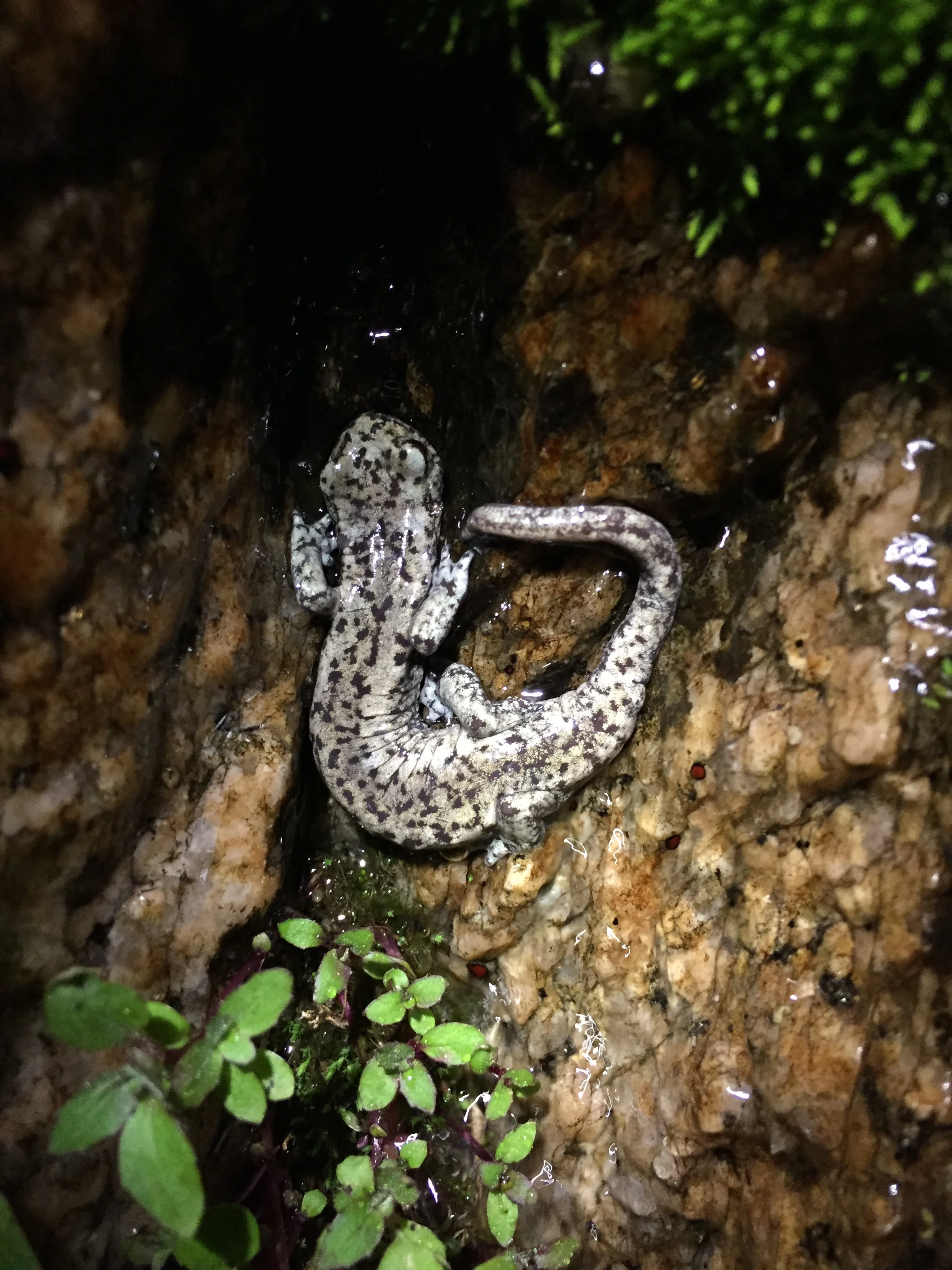Saving Salamanders