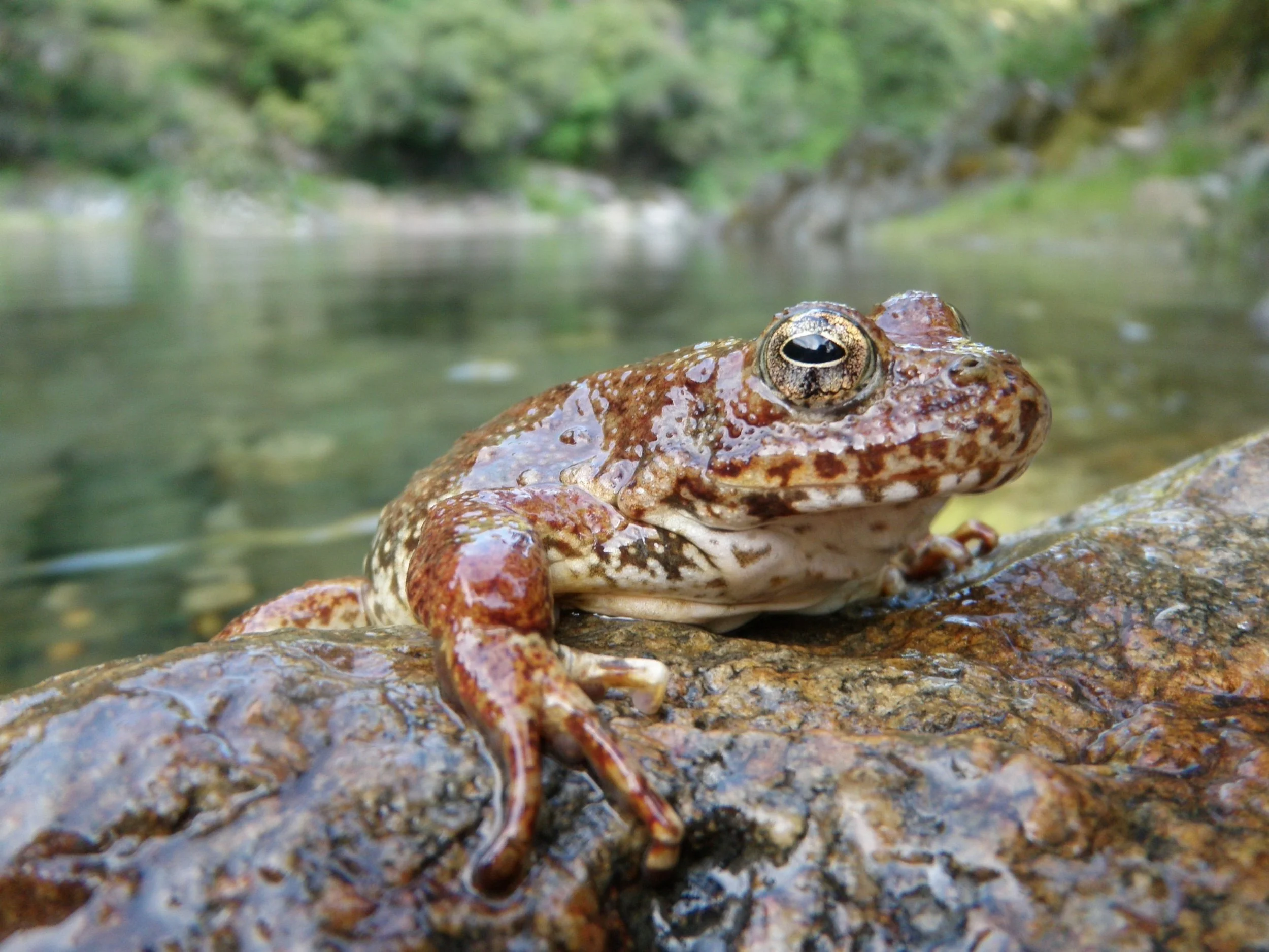 Rana boylii from an existing population in northern California. Photo credit: Alessandro Catenazzi