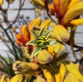 Wandering but not lost: Urban natural history for everyone