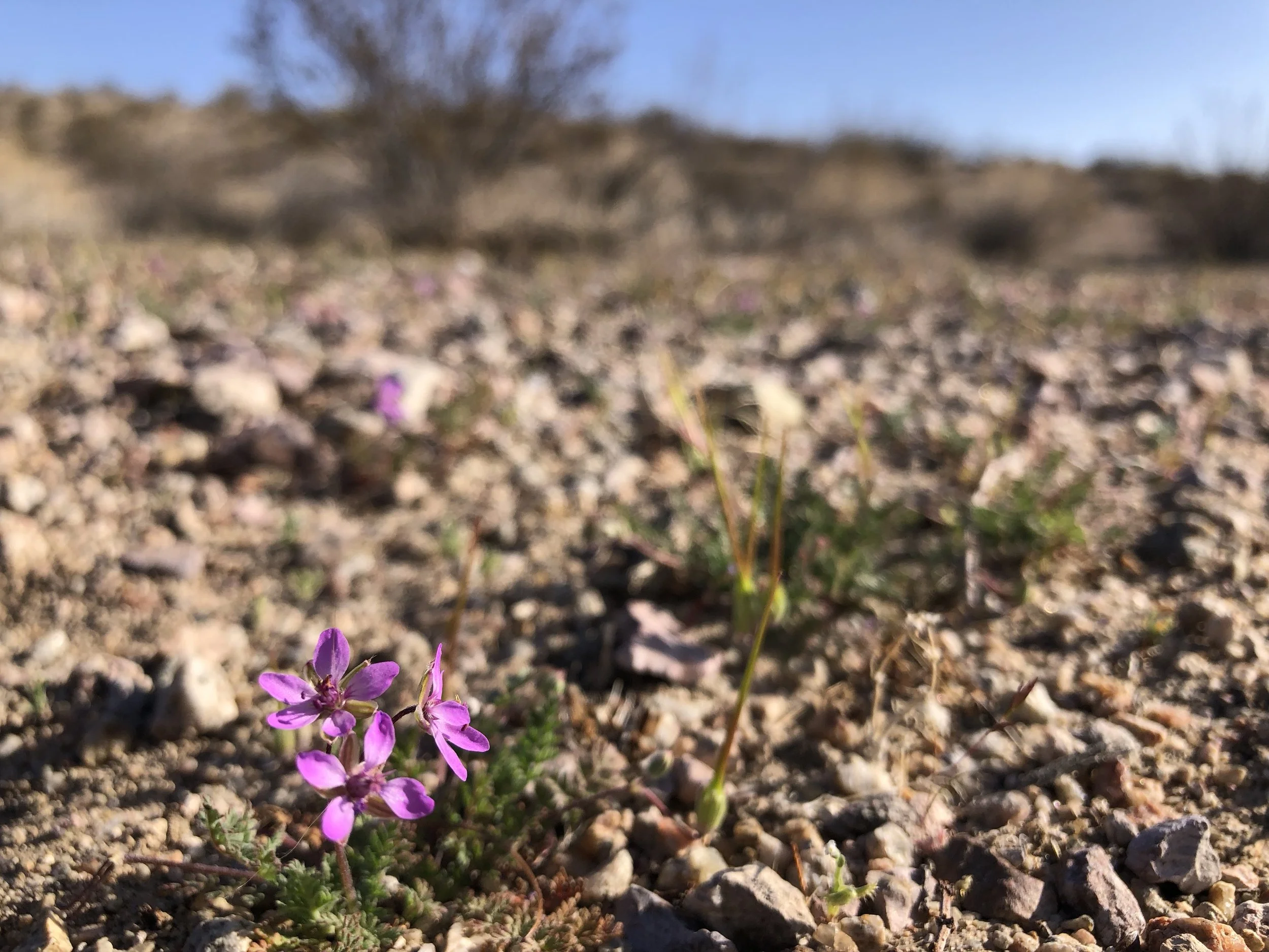 Sonic booms above, tiny wildflowers below