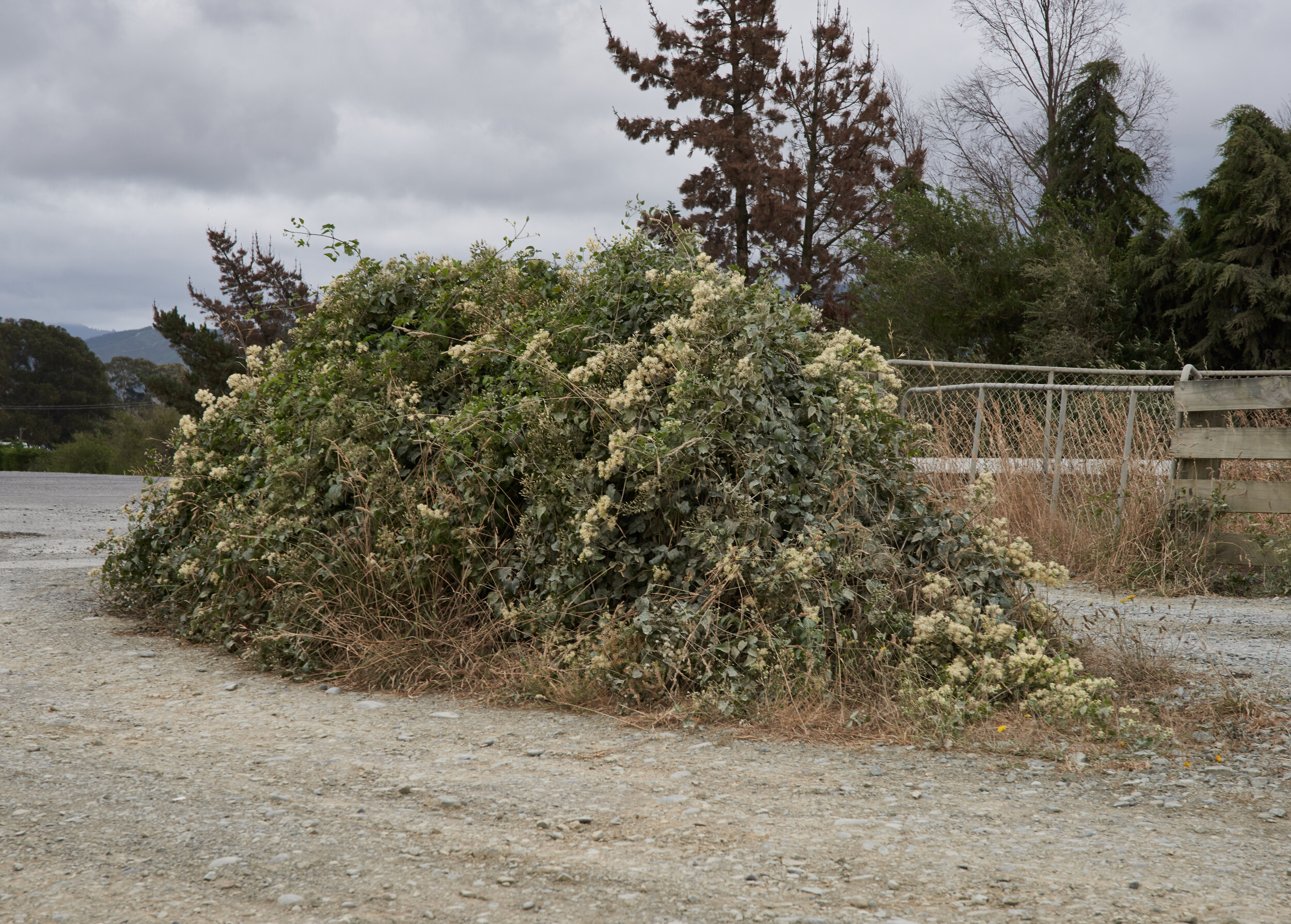 RNG_DSC_7586.jpg