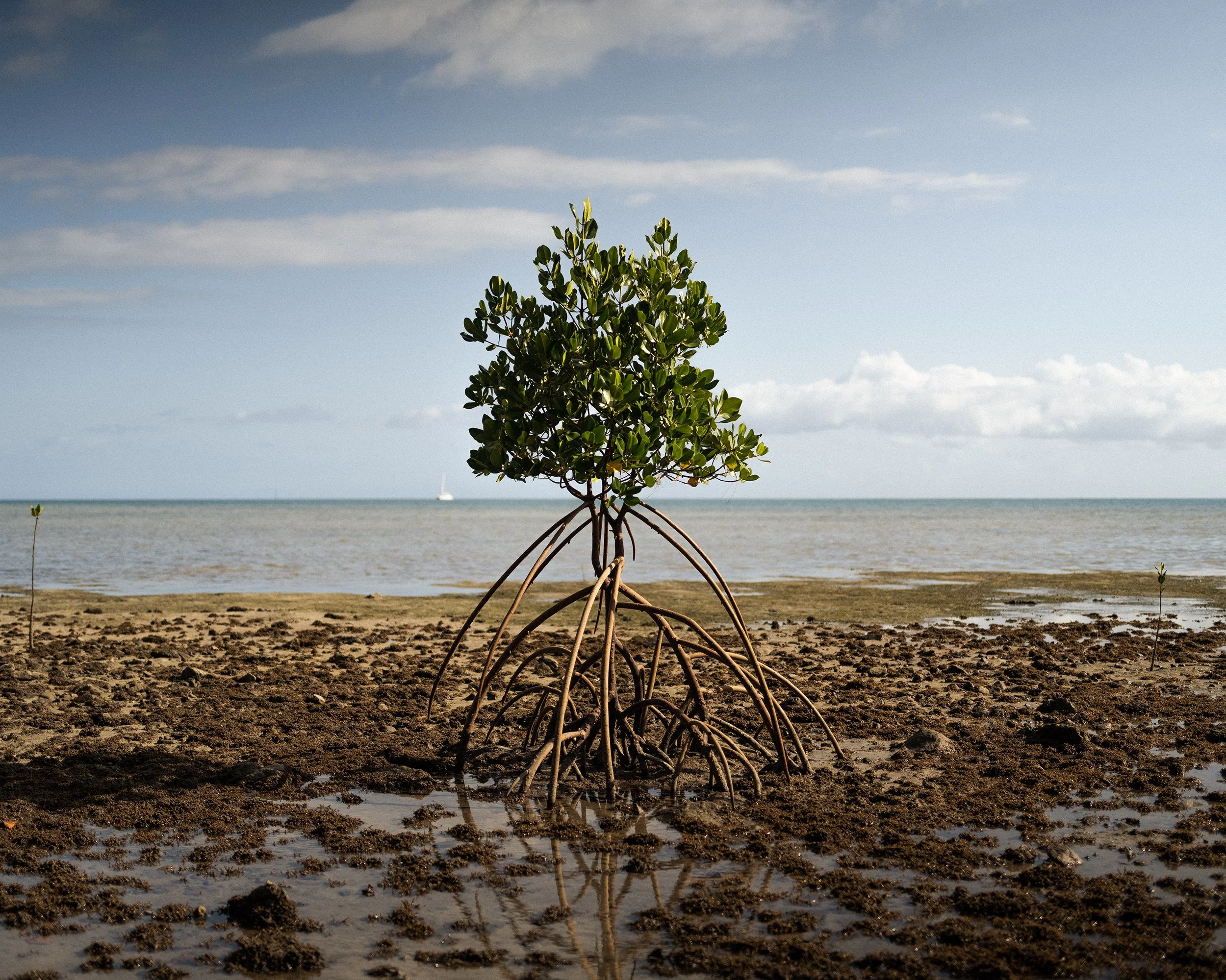 Fiji_mangroves.jpg