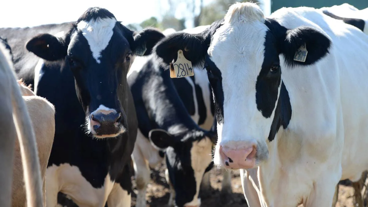 Farm Online National, January 26 2017