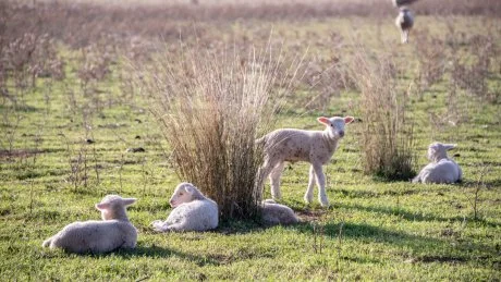 NSW Country Hour, 14 August 2018