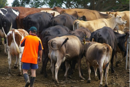 The Australian DairyFarmer, December 27 2018