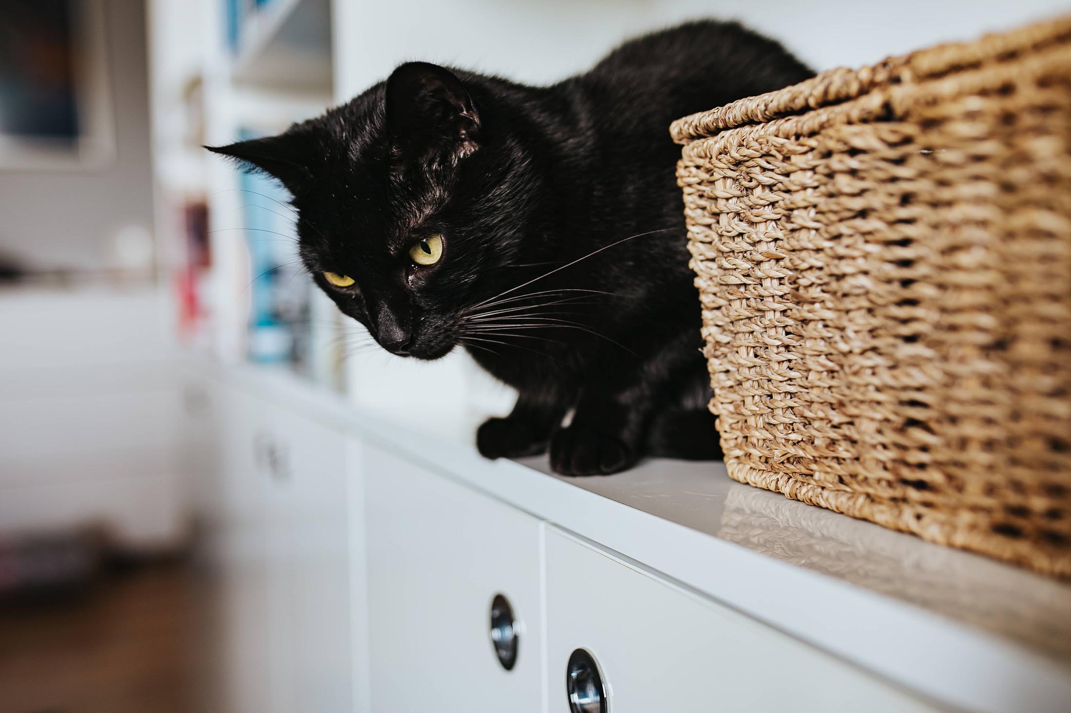 kaboompics_Black cat by a wicker basket on a white bookcase shelf.jpg