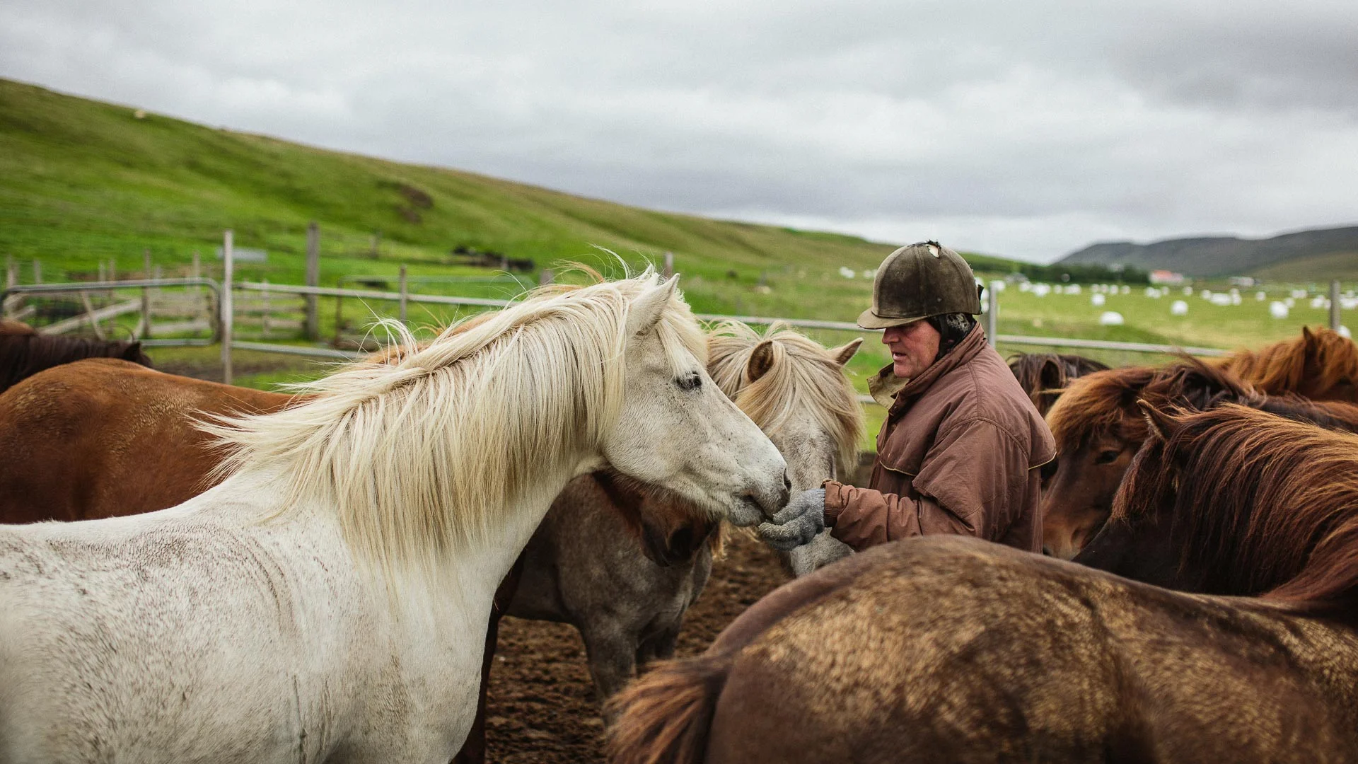 feeding_horses.jpg