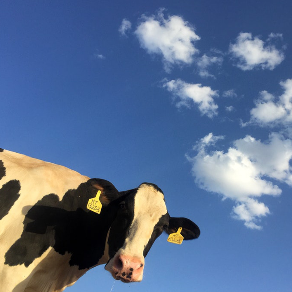 veganism, cow, cruelty free, environment