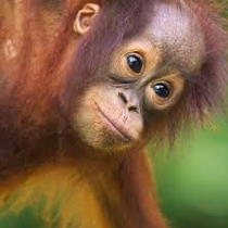 Borneo Pic 1.png