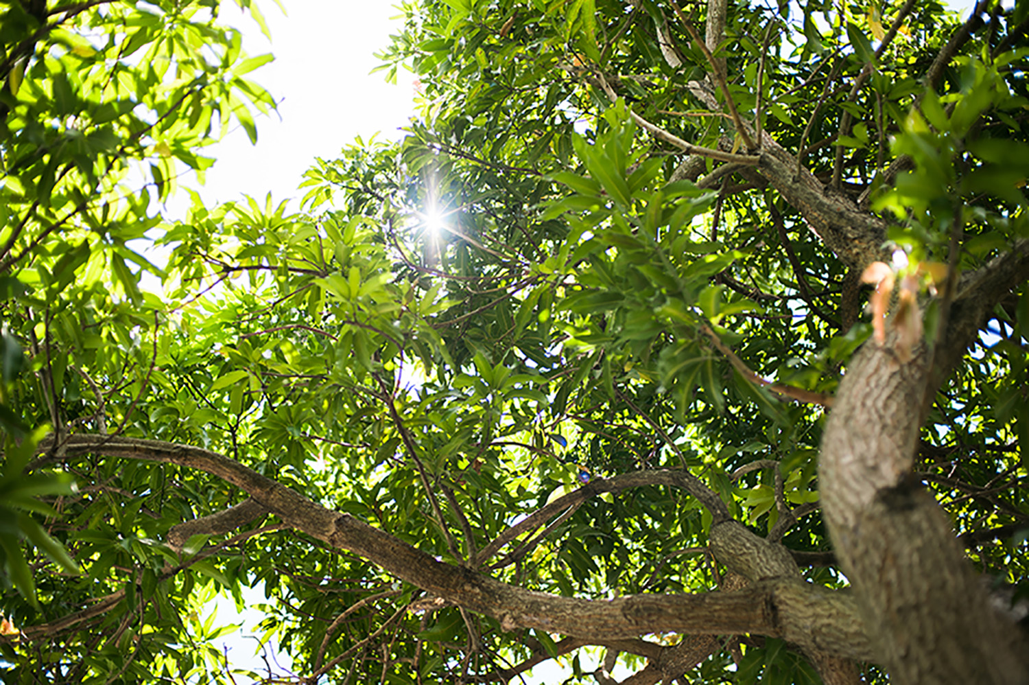 tree.jpg