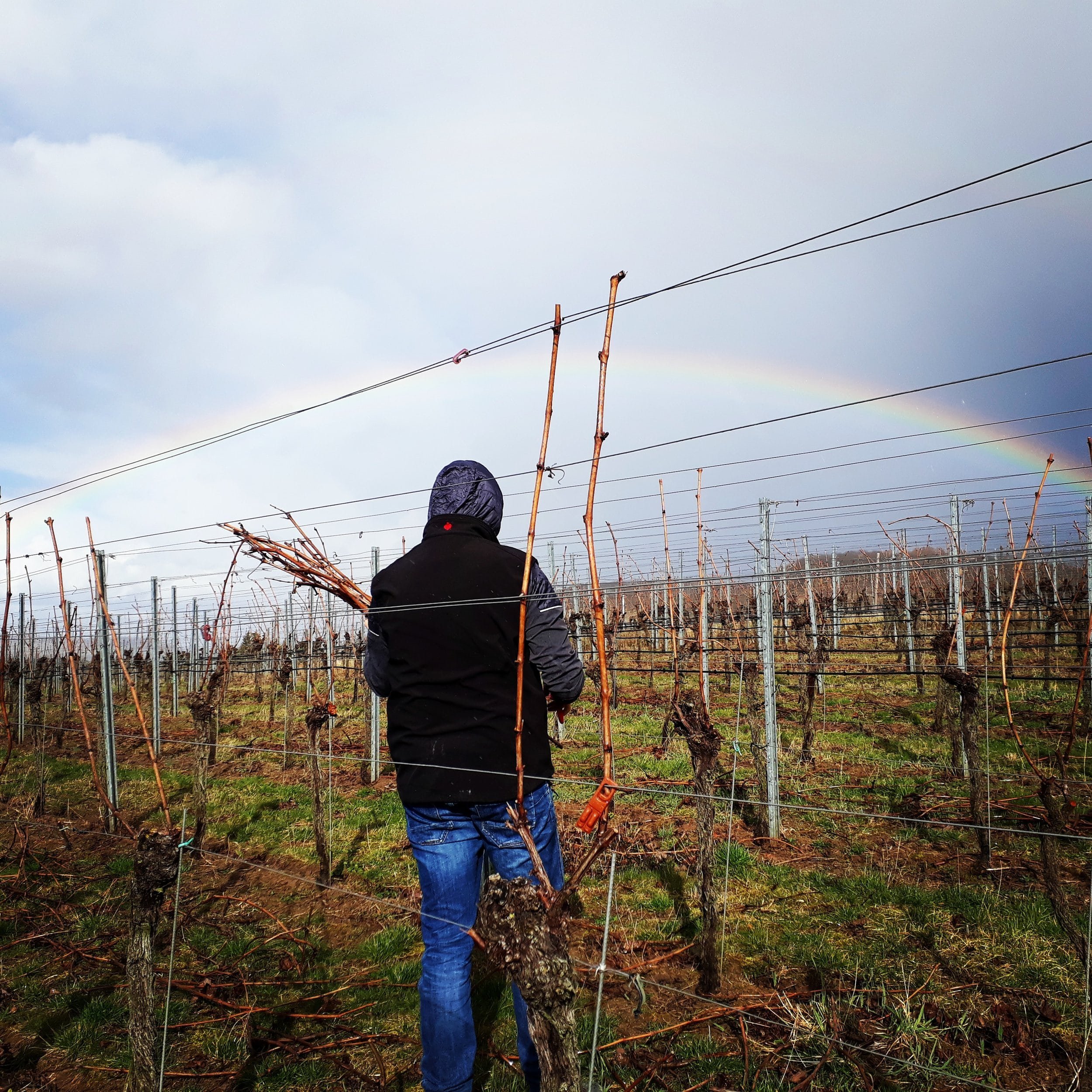 Weinlese Heilbronn