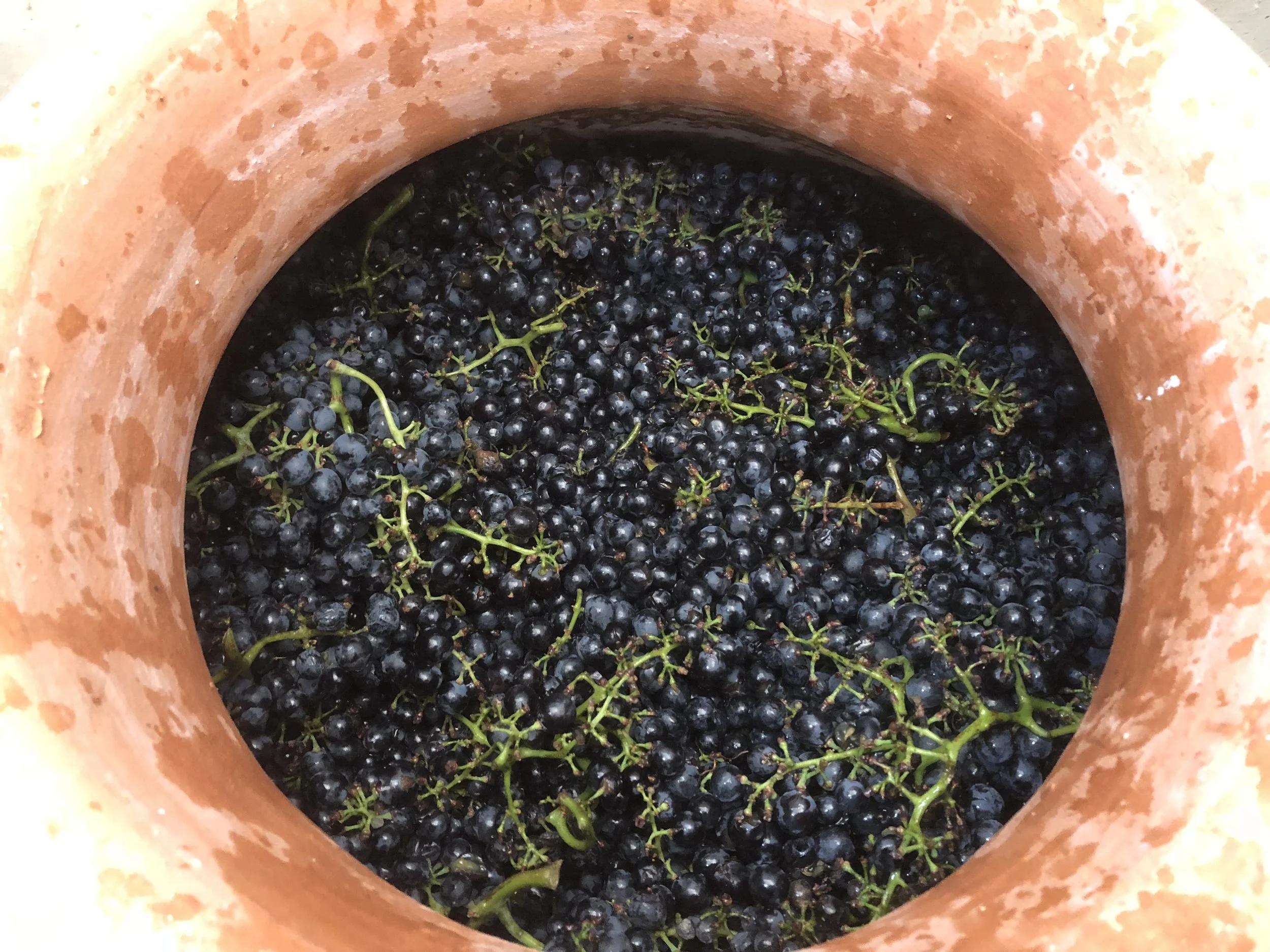 THE ROOTS OF FINE WINE, PART 1 — LA DONAIRA JOURNAL