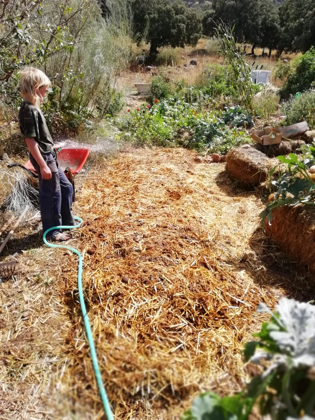 Step 3: A final cap of mulch protects the topsoil, and all is watered thoroughly to ignite the decomposition process