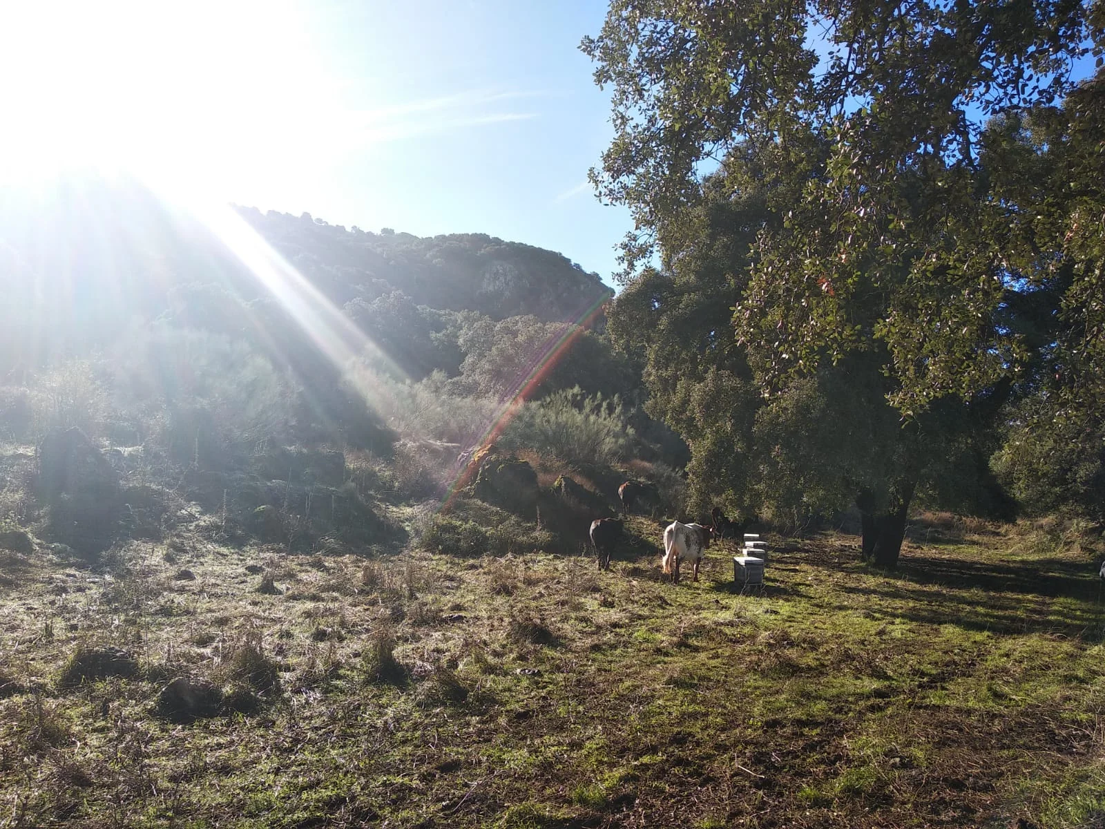 Rare breed of local cattle from our biodiversity reserve mingle with beehives from our bee sanctuary