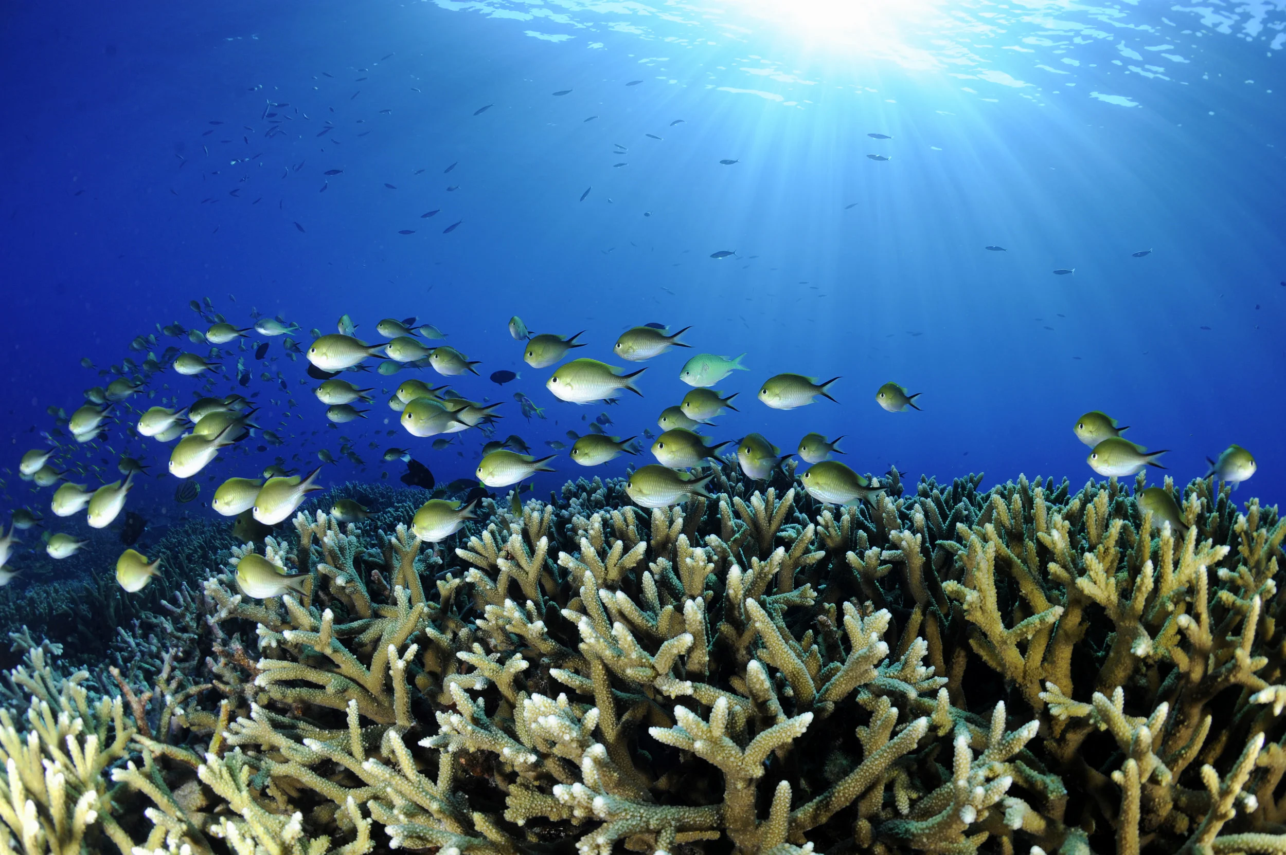 Swallow-tail Damselfish.JPG