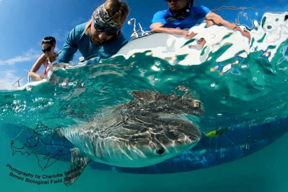 Biotelemetry and Animal Movement Blog_01.jpg