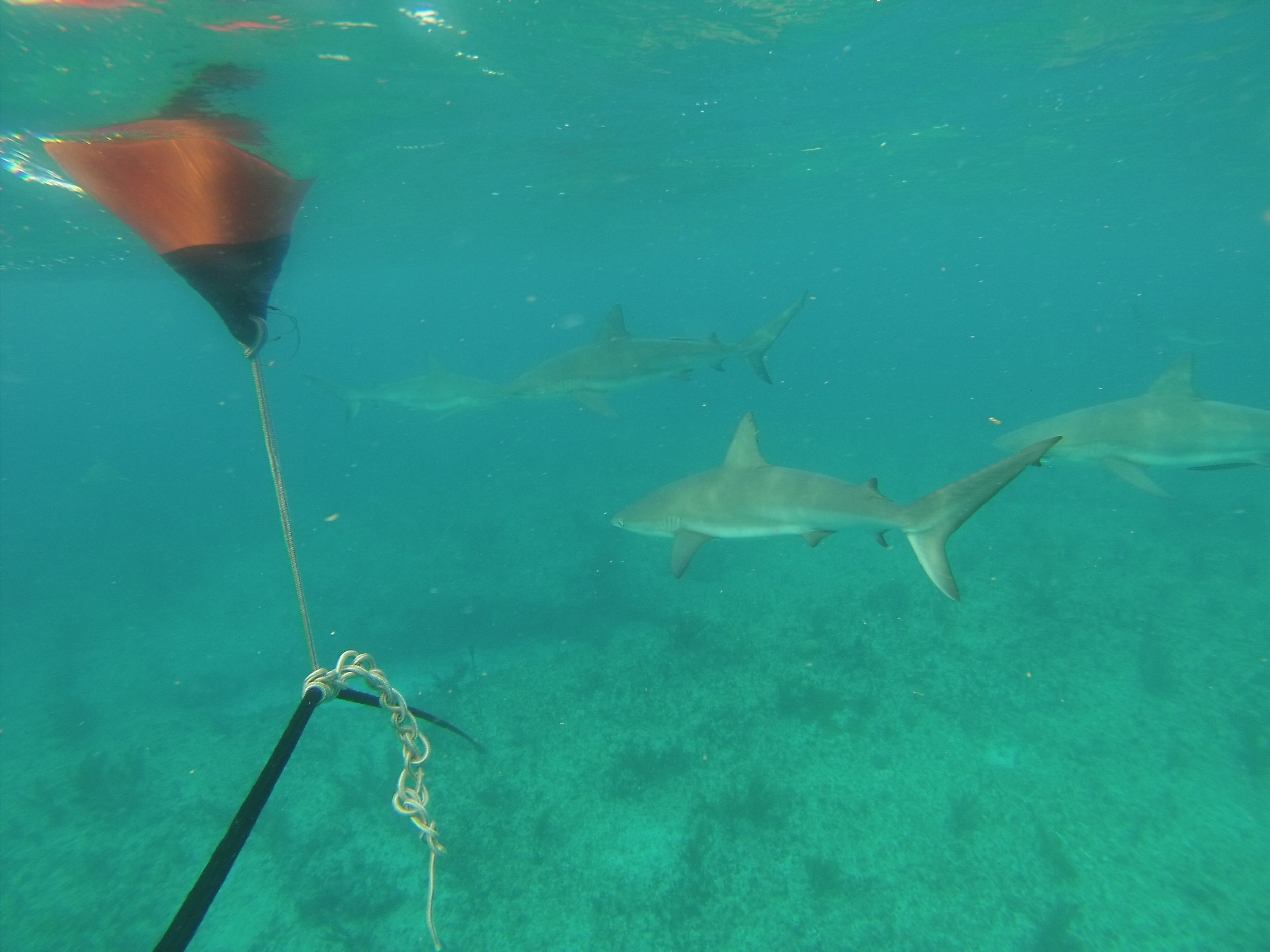 MoveEatRepeat_Gallery_Bimini06.JPG