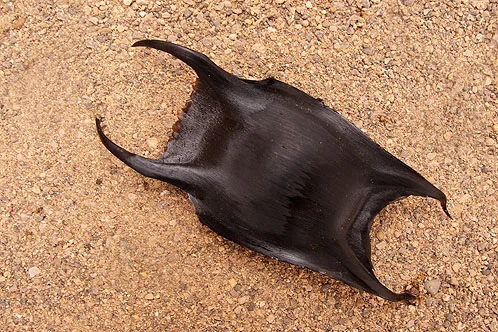 Mermaid’s purses, or skate egg cases, often wash up onshore in coastal areas. Photo: Pembrokeshire Coastal Photography