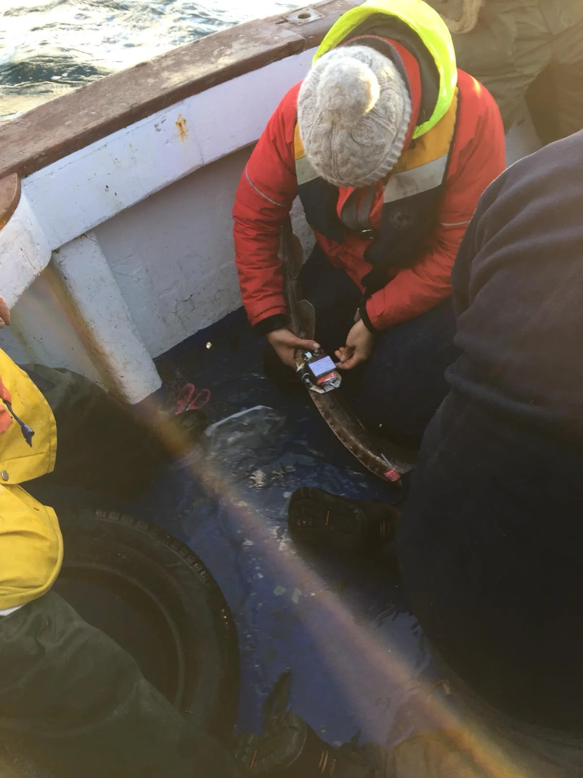 The packages were to be attached to the tails of skates caught during The Helm Skate Fishing Festival. Photo: Haley Dolton