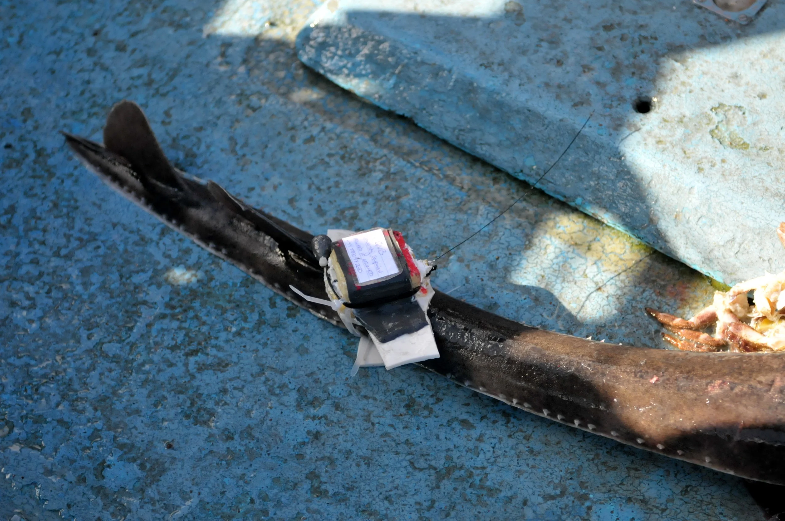 Photo: John O’Connor