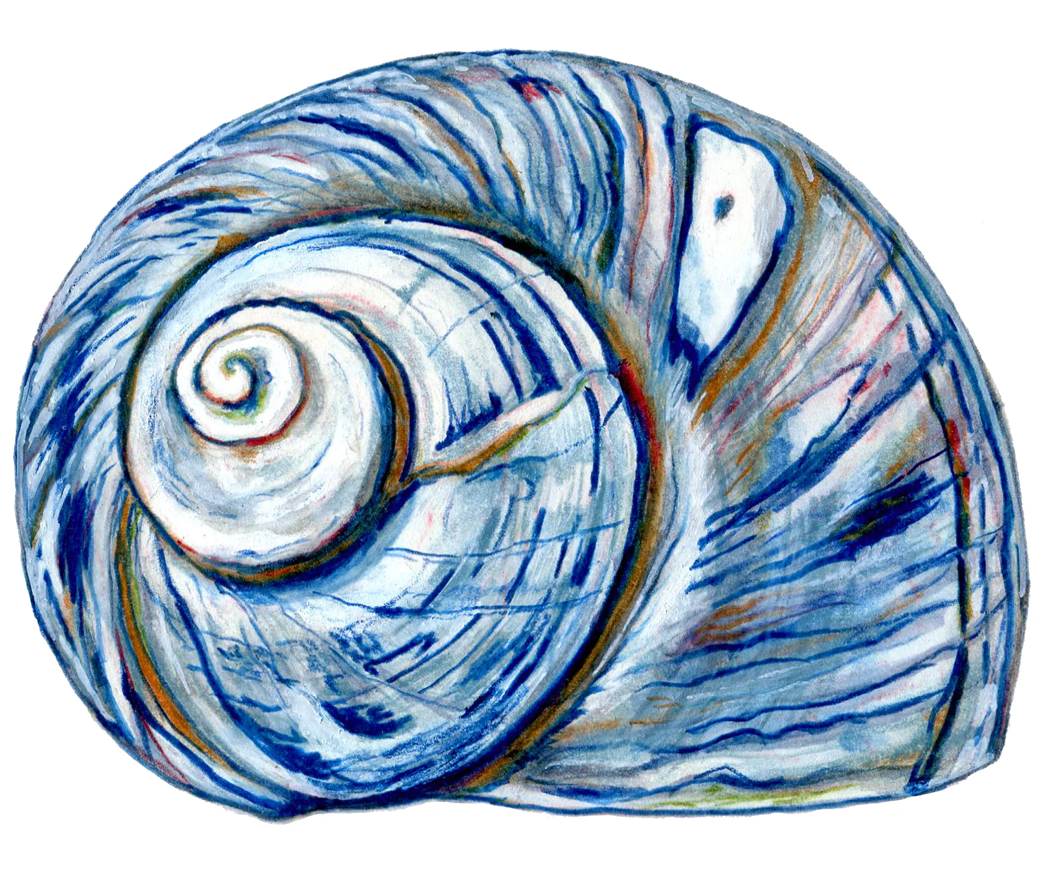 BlueSnailShell.jpg