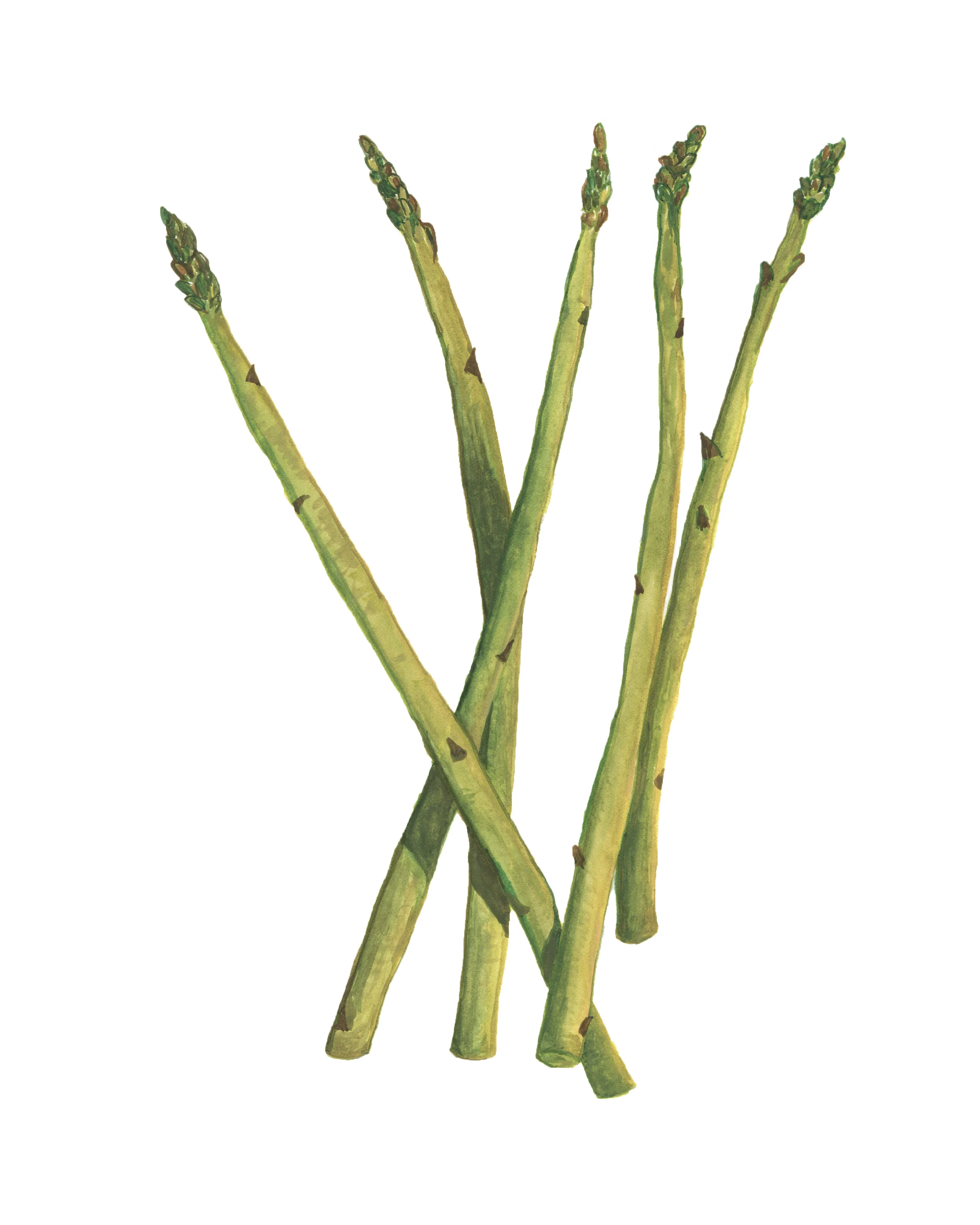 asparagasRBG.jpg