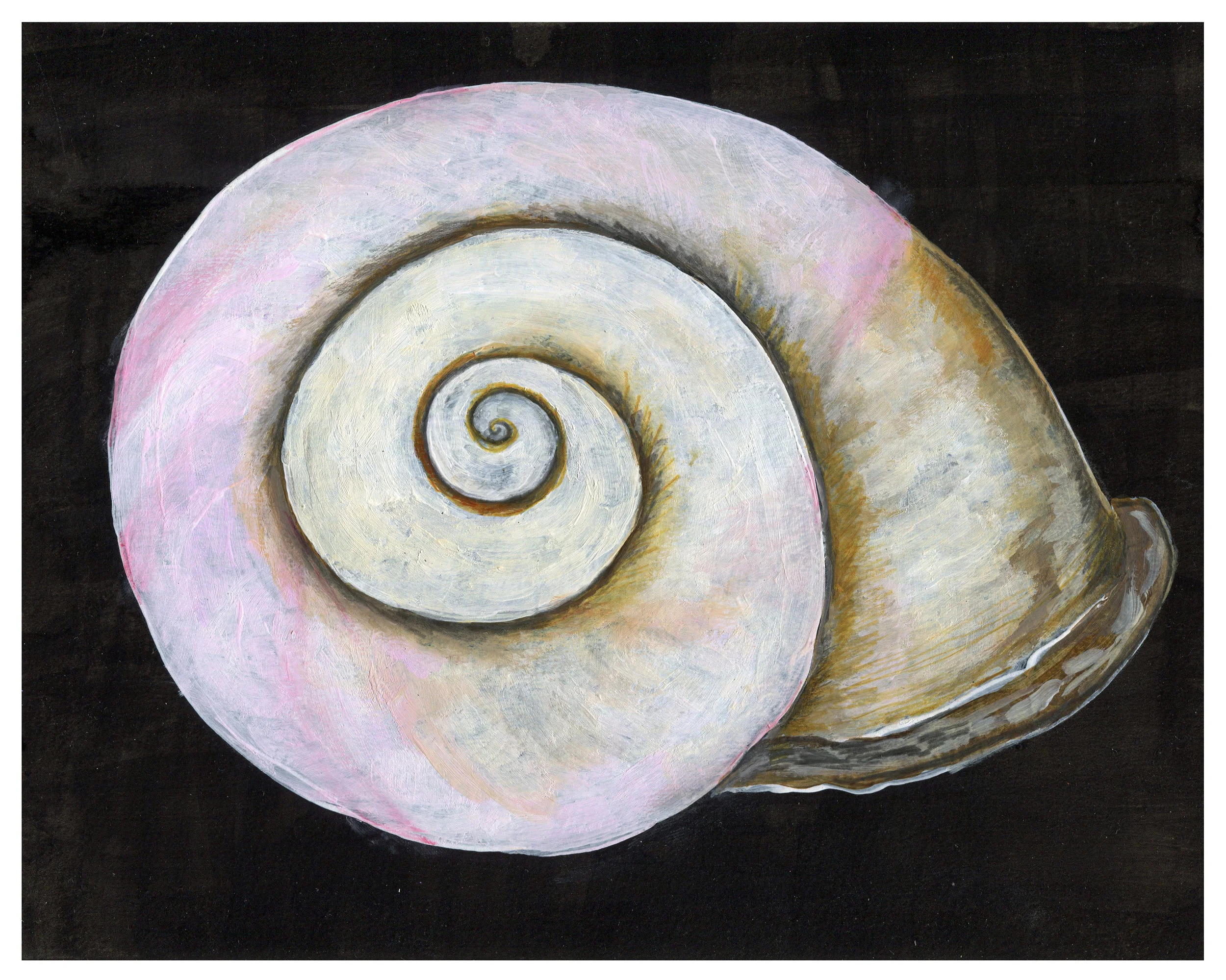 Snail Shell RGB.jpg