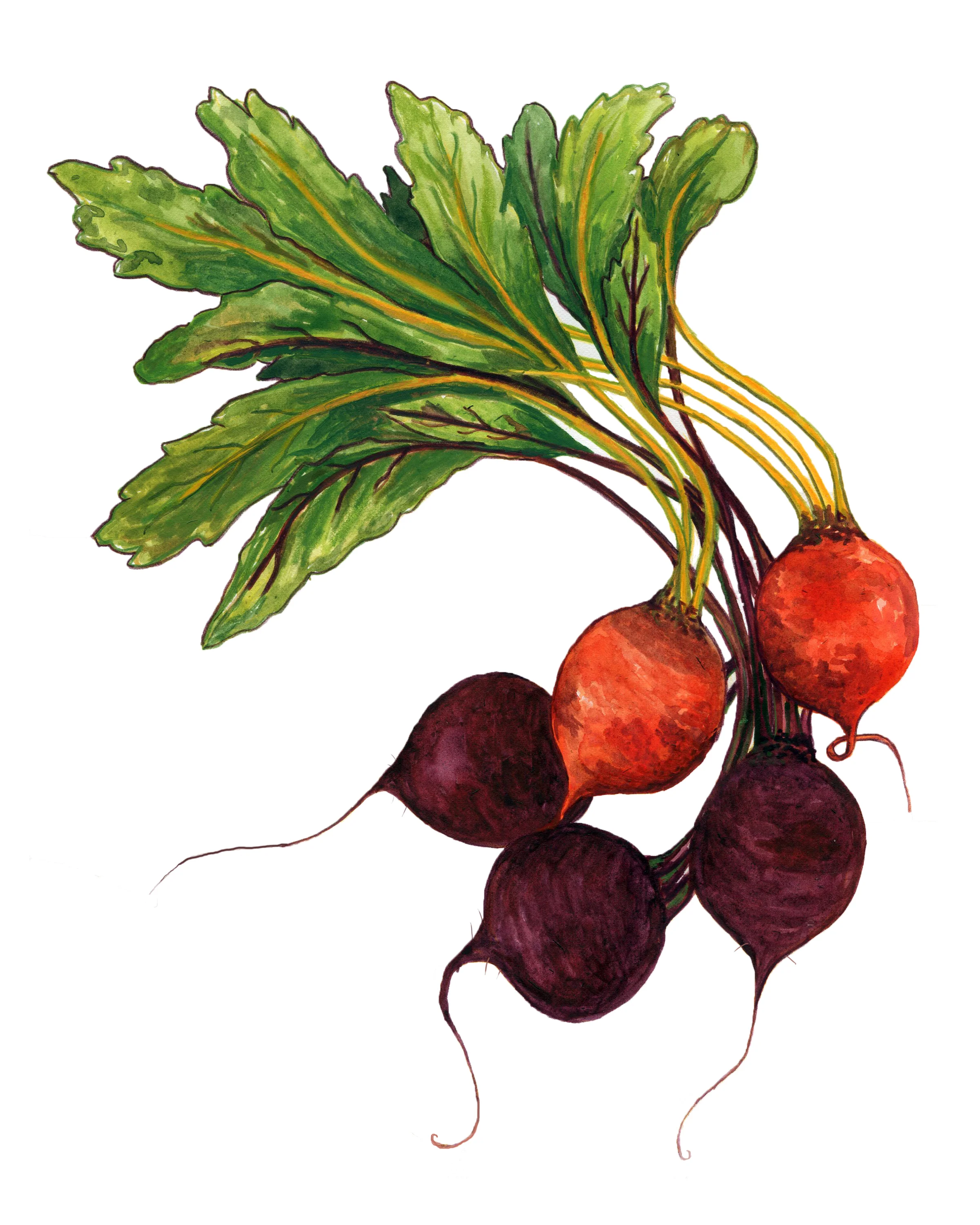 mixedbeetsRGB.jpg
