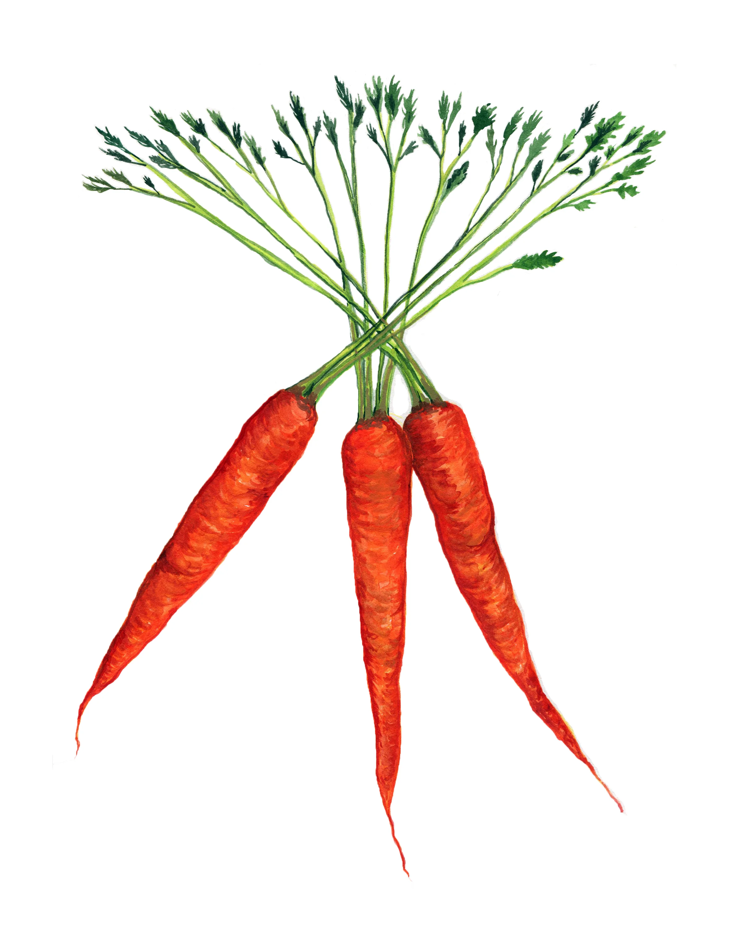 carrotsRGB.jpg