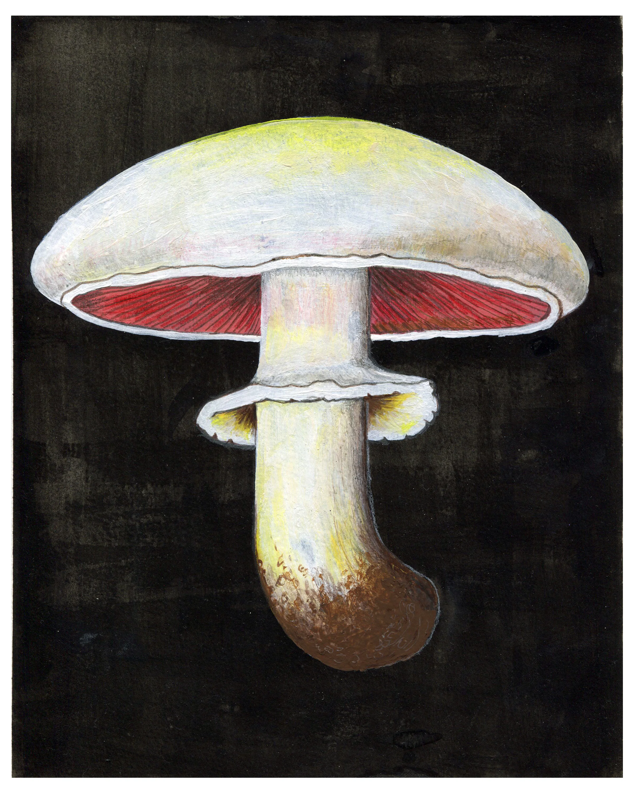 blackmushroomRGB.jpg
