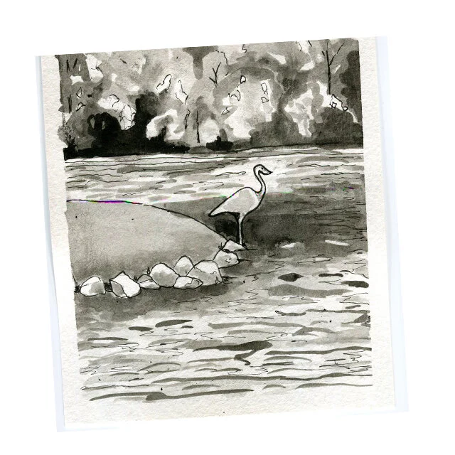 Day 17 BIRD.jpg