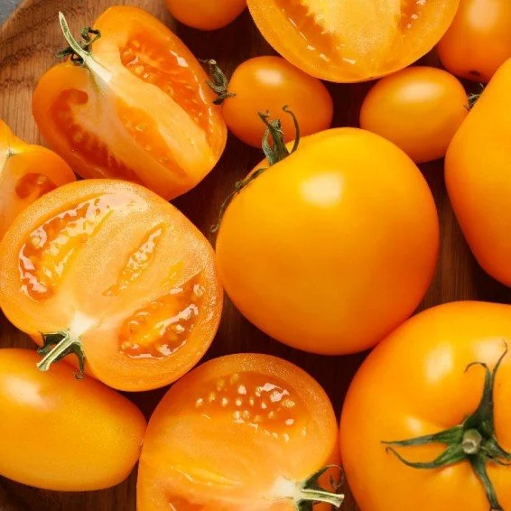 VTOPGOJ-C-Golden-Jubilee-Heirloom-Tomato-Seeds_medium.jpg