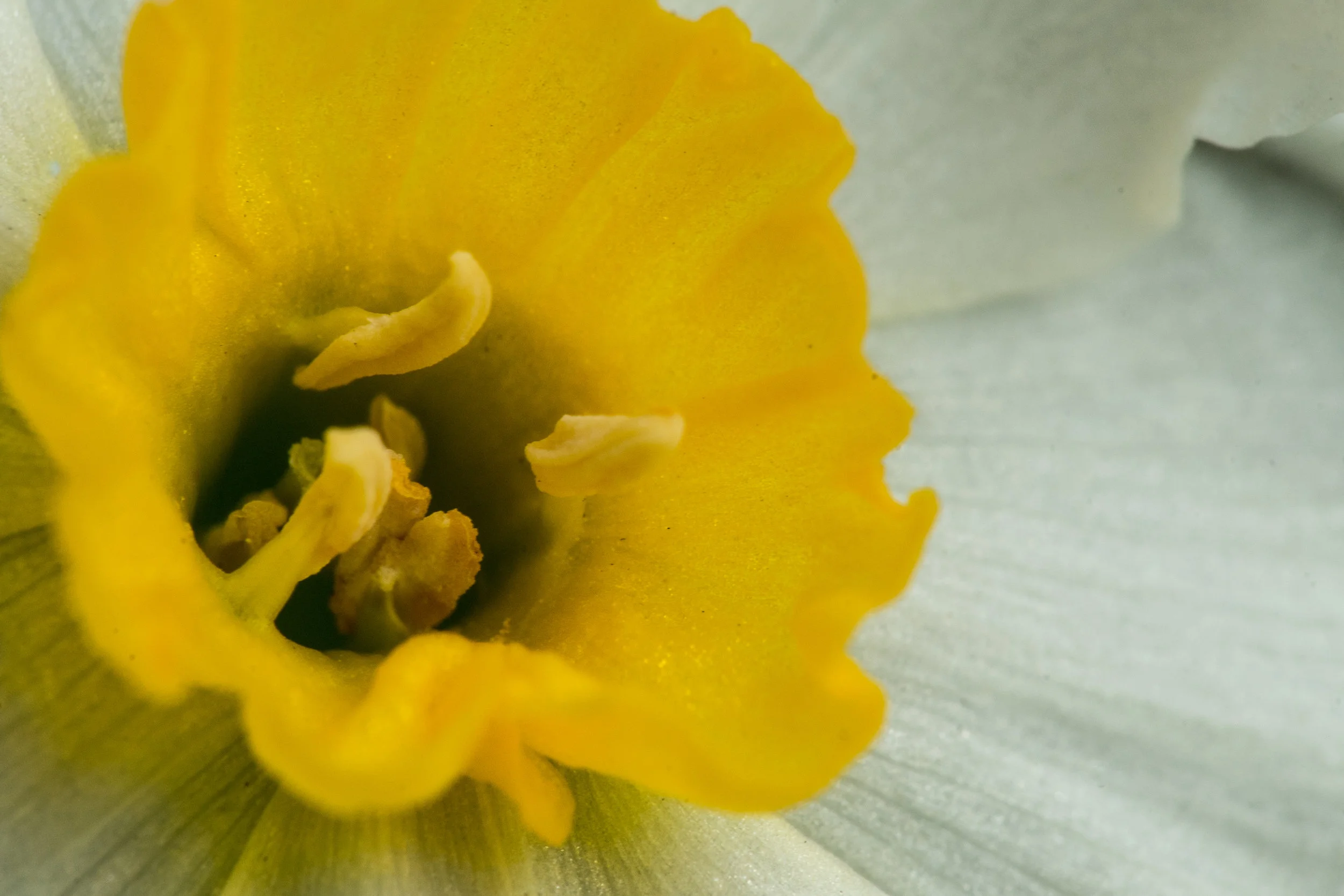 Frühling-6.jpg