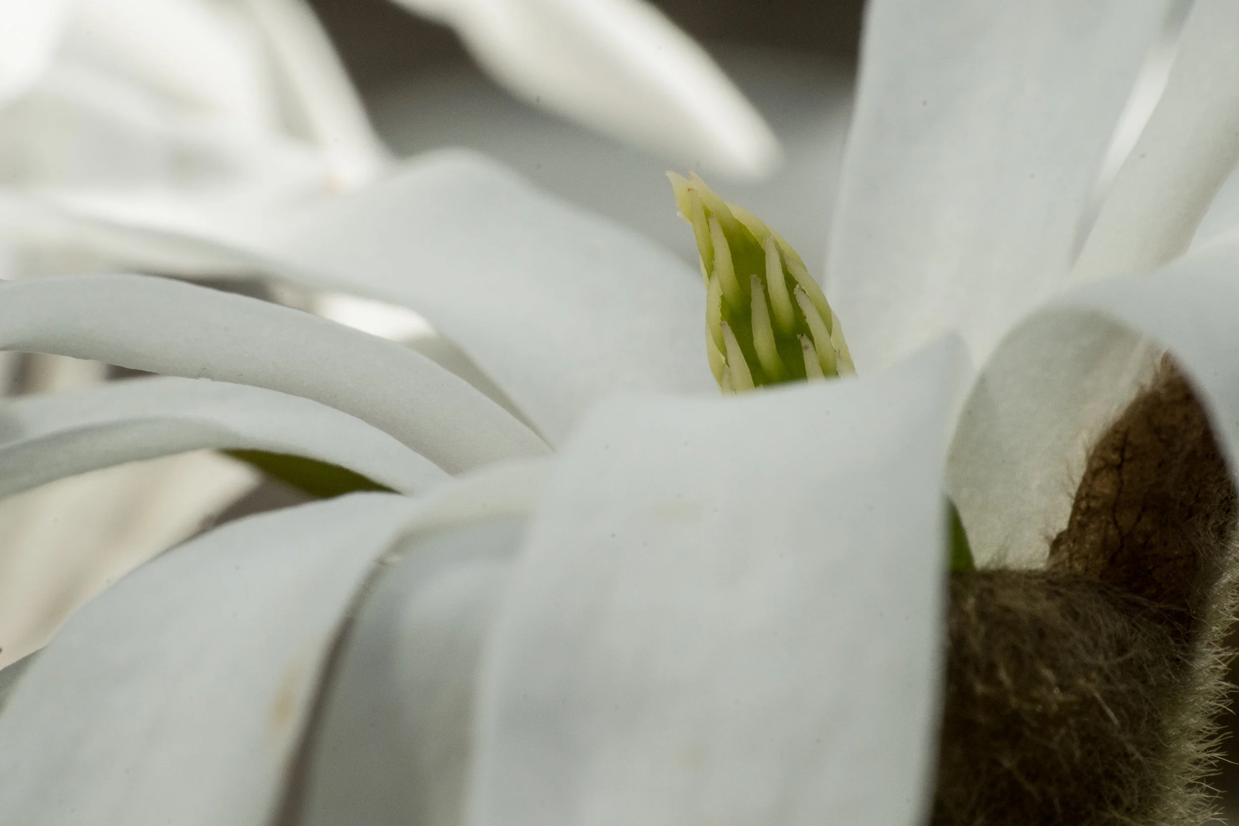Frühling-5.jpg