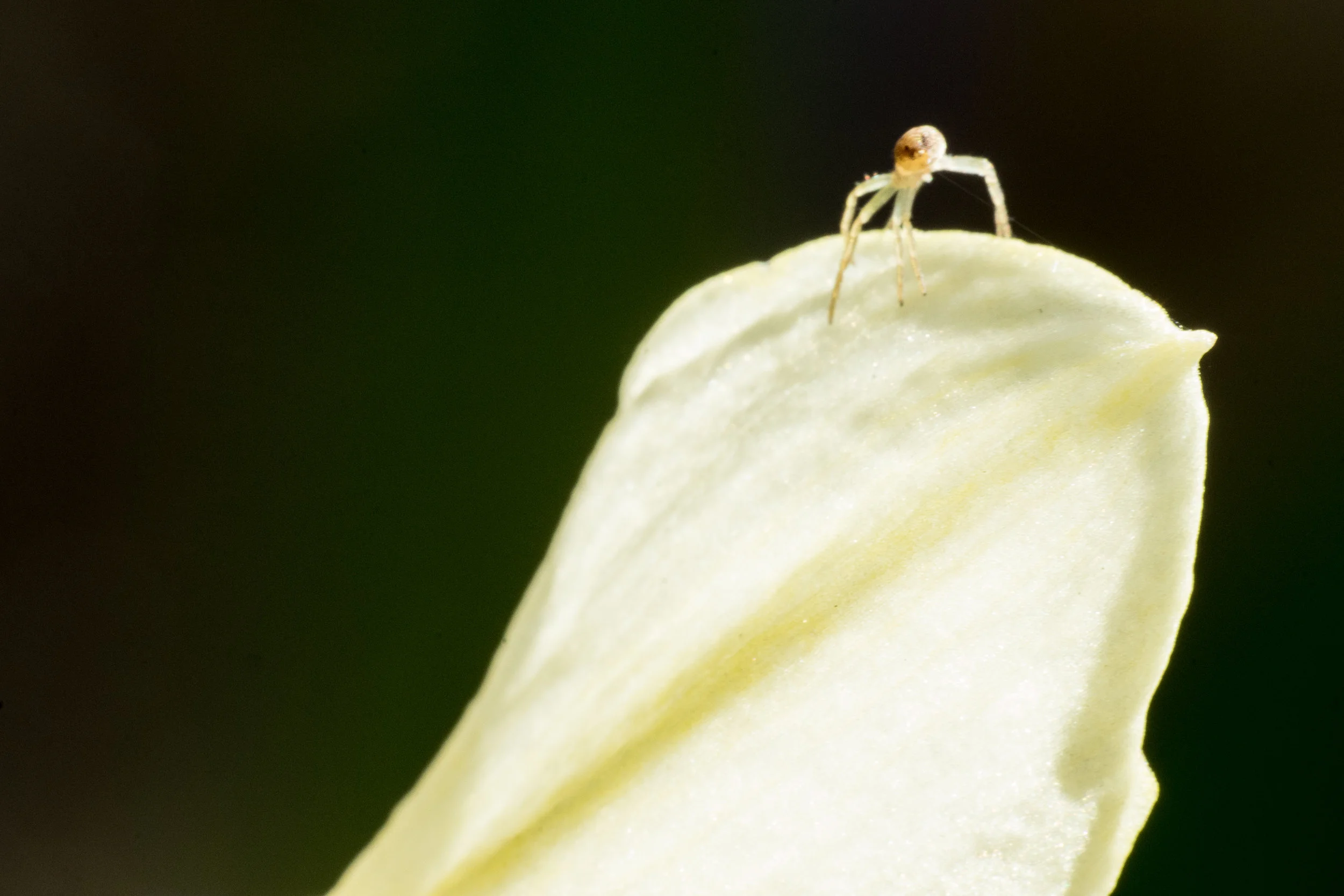 Frühling-9.jpg