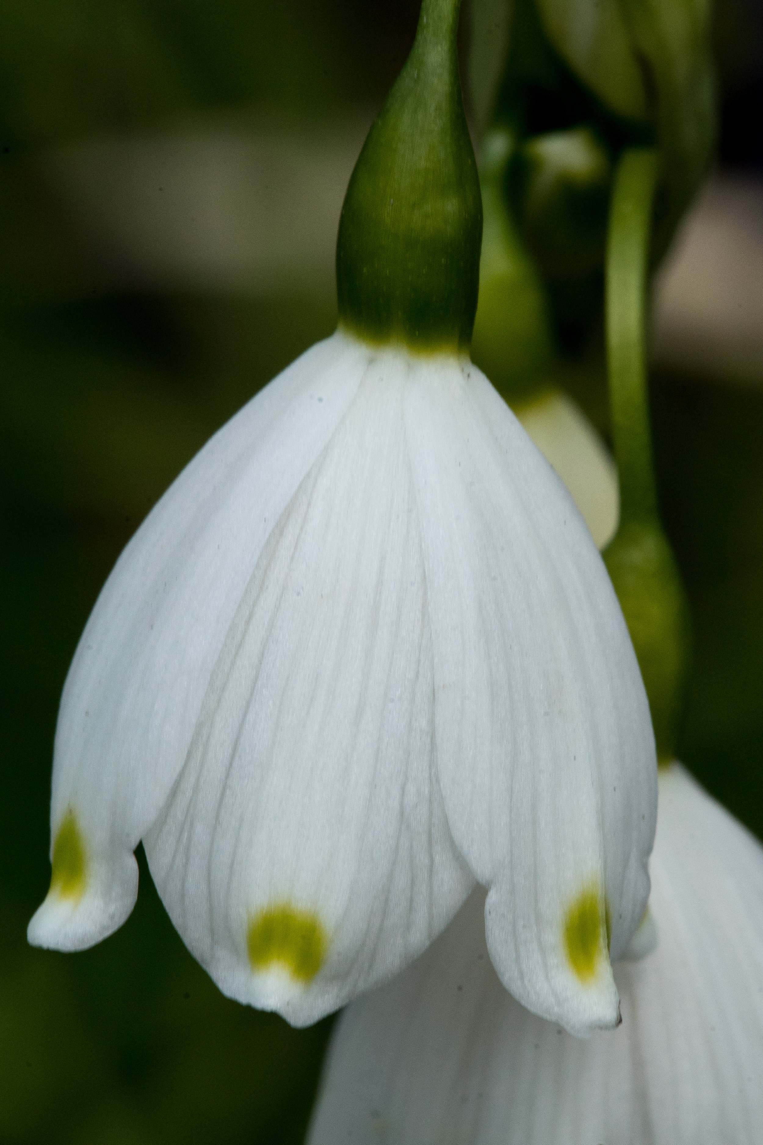 Frühling-15.jpg